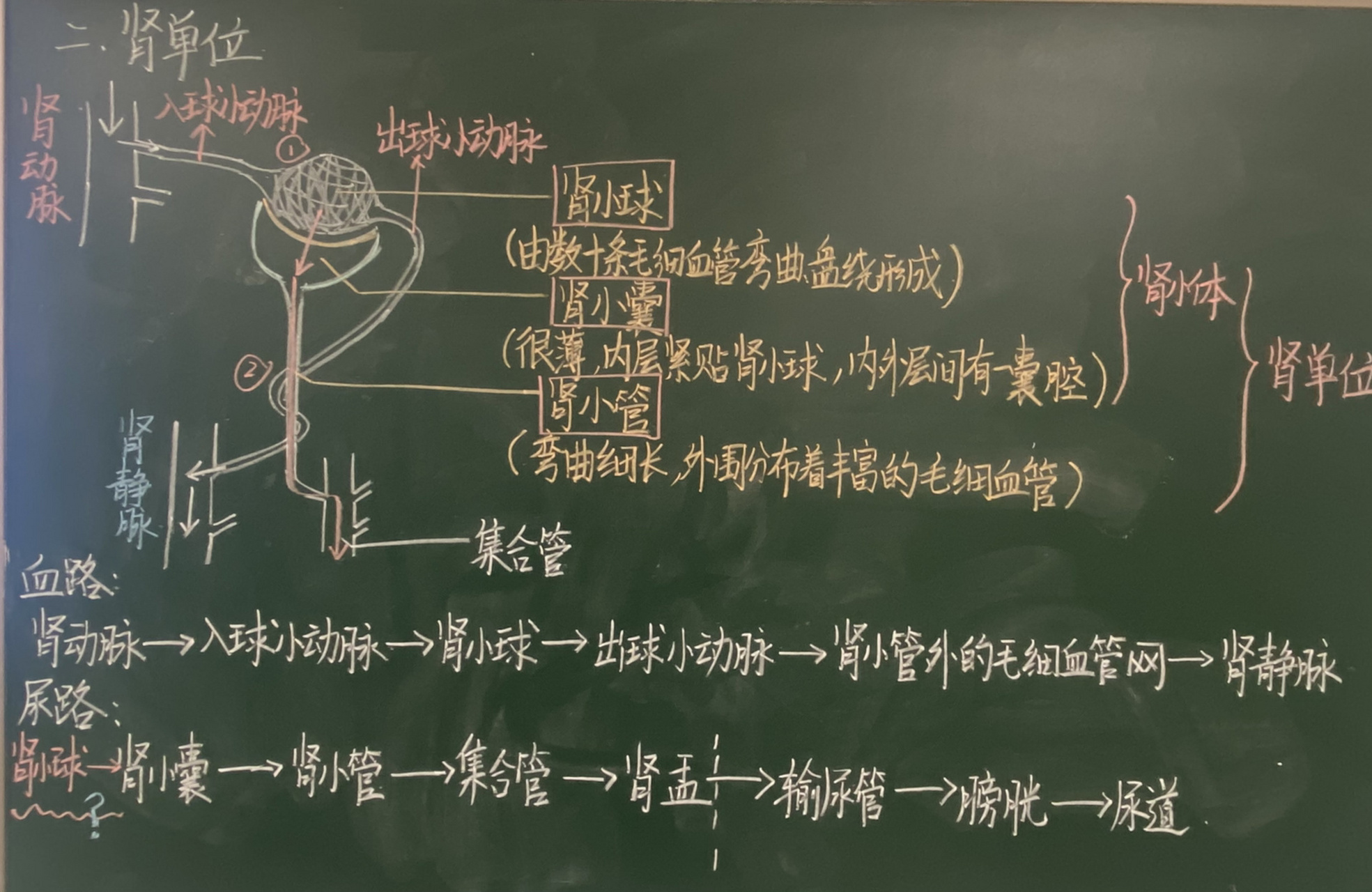 尿液的形成与排出 第一课时