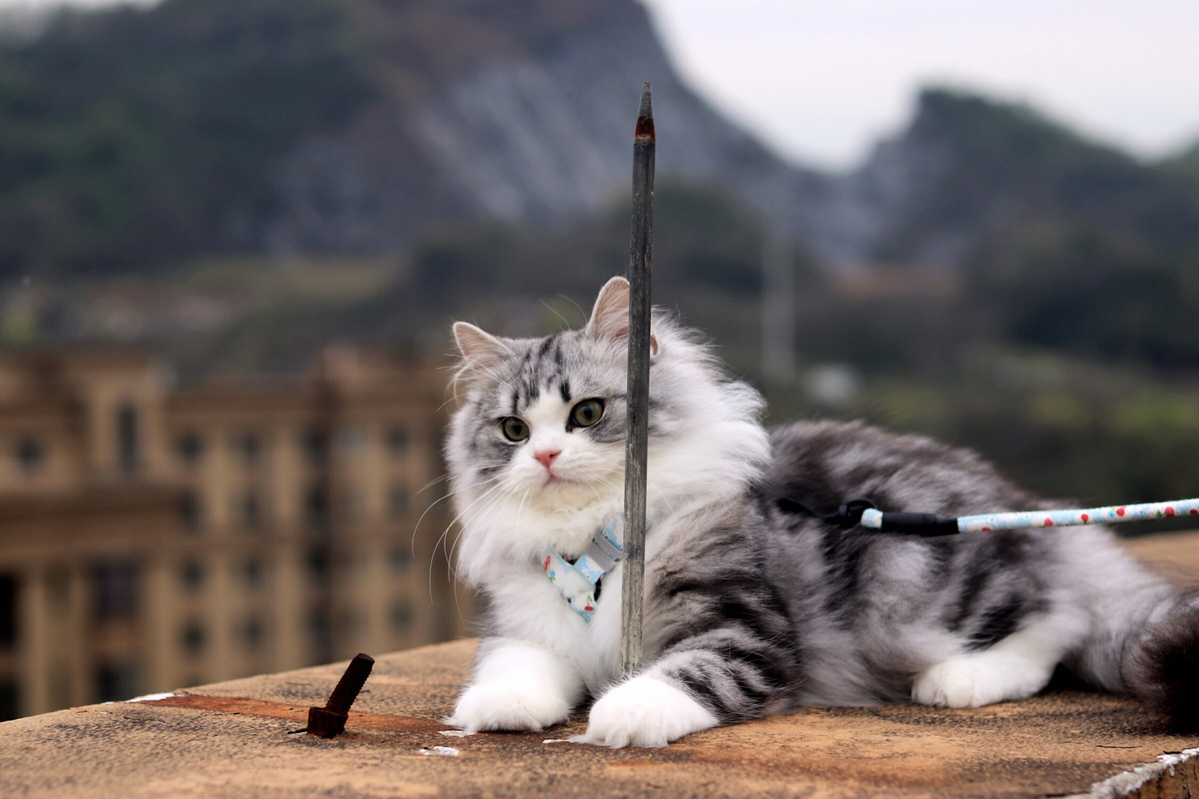 起司长毛猫 人间美少年 最爱的胖虎哥哥哈哈哈哈 每一个养长毛的主人