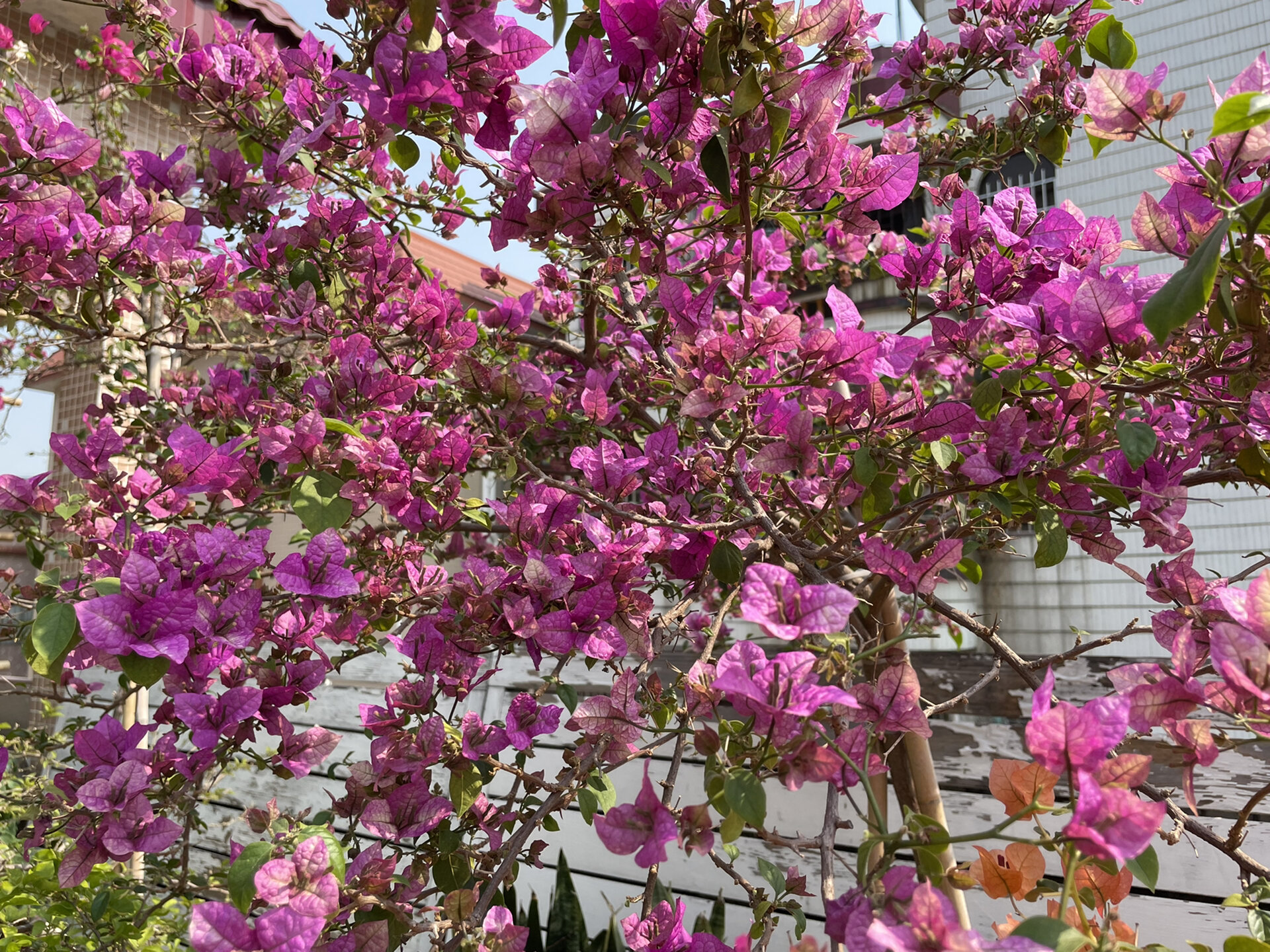 1.5米高的三角梅末代皇帝,温度高花色艳丽