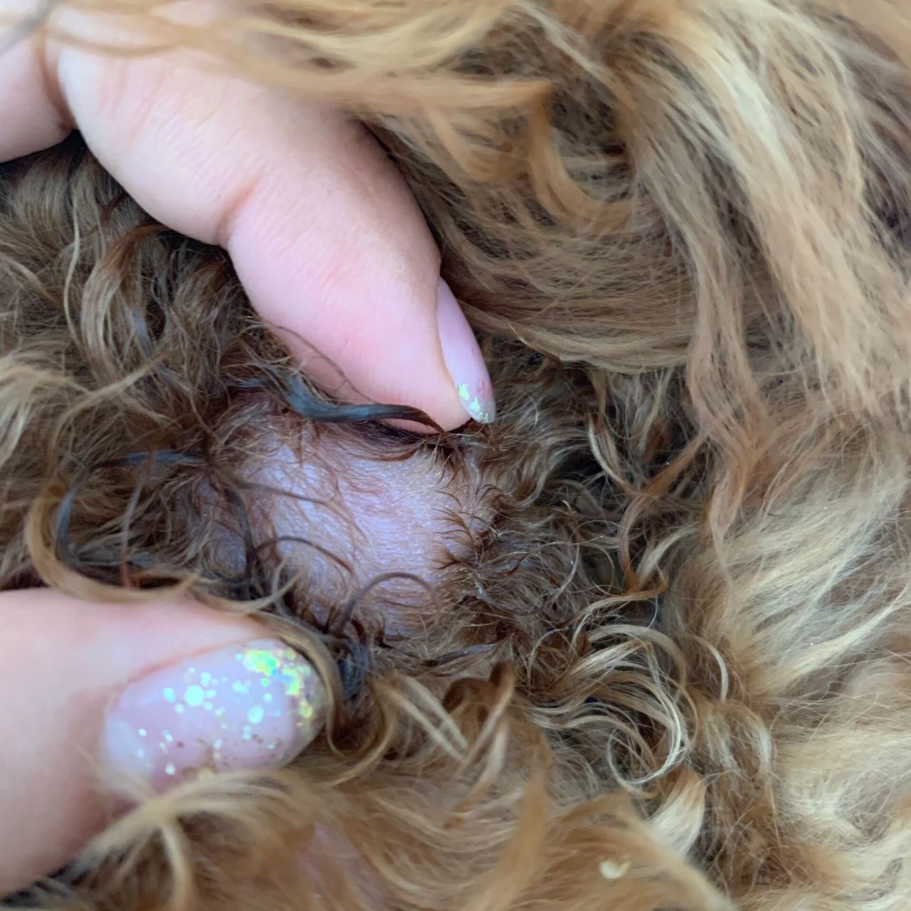 狗狗后脖子偏右侧长了一个硬块 疫苗是十月初打的,包是打完疫苗没几天