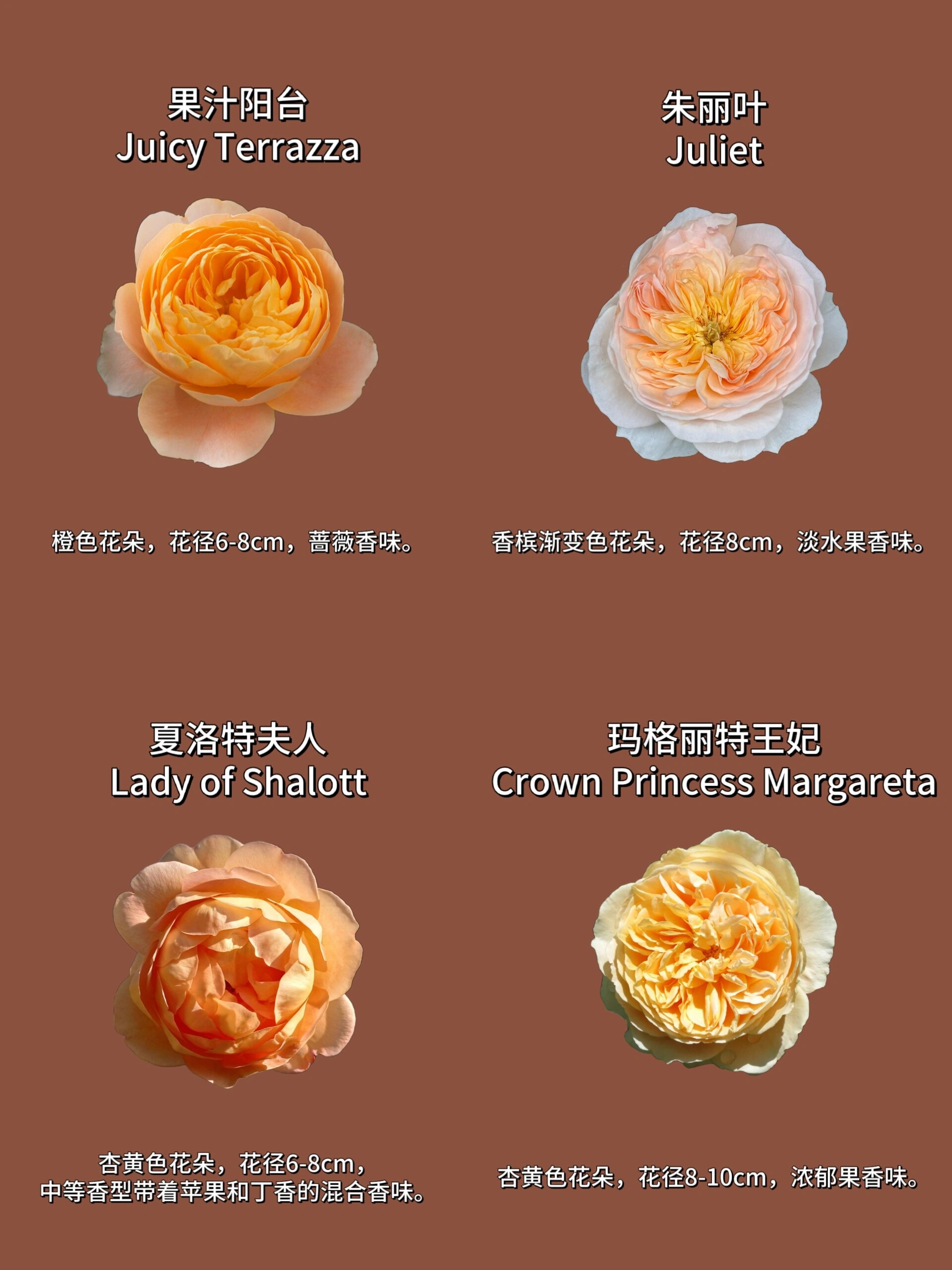 品种图鉴丨12款阳光温暖的橙色系月季图鉴