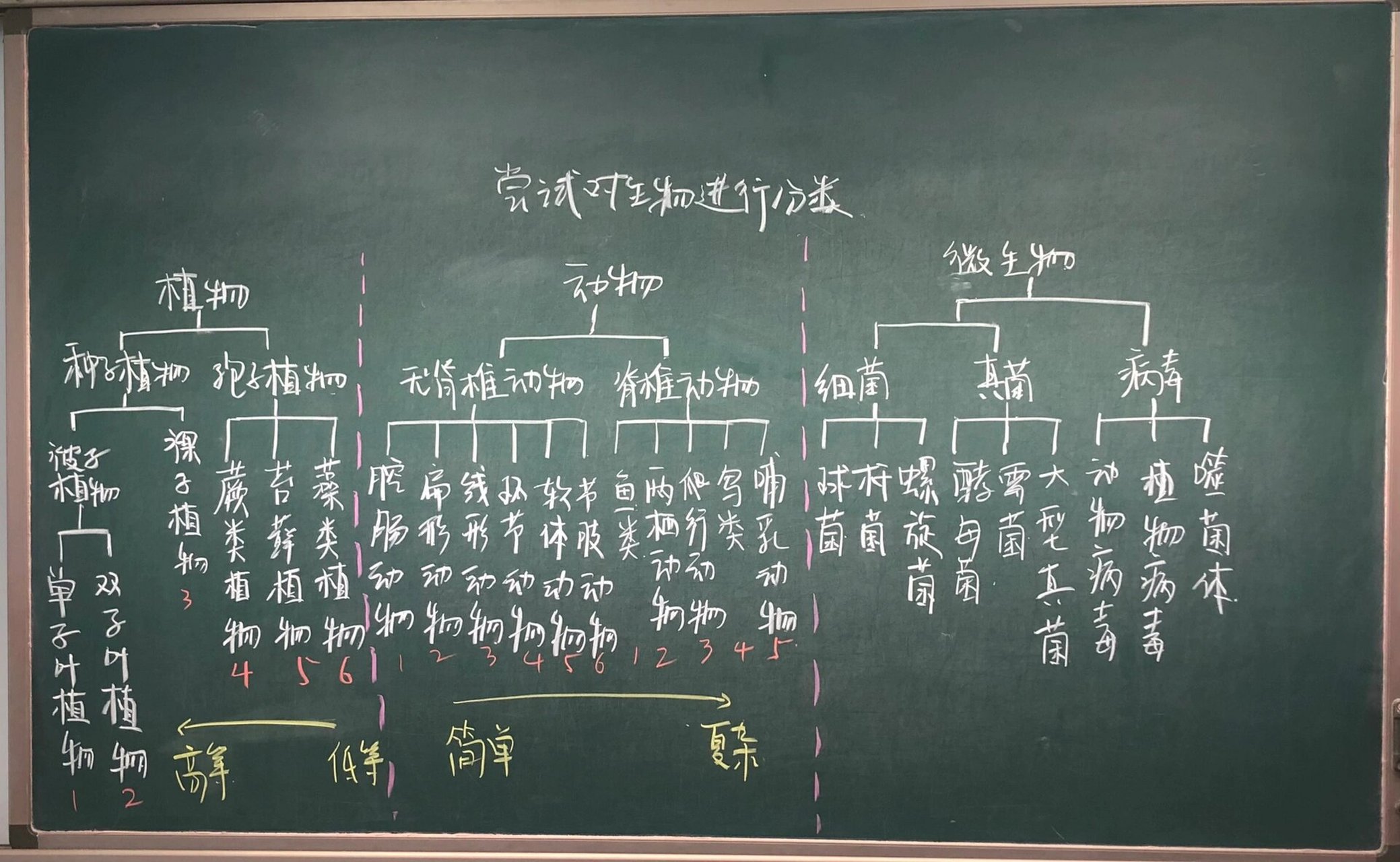 表里的生物板书设计图图片