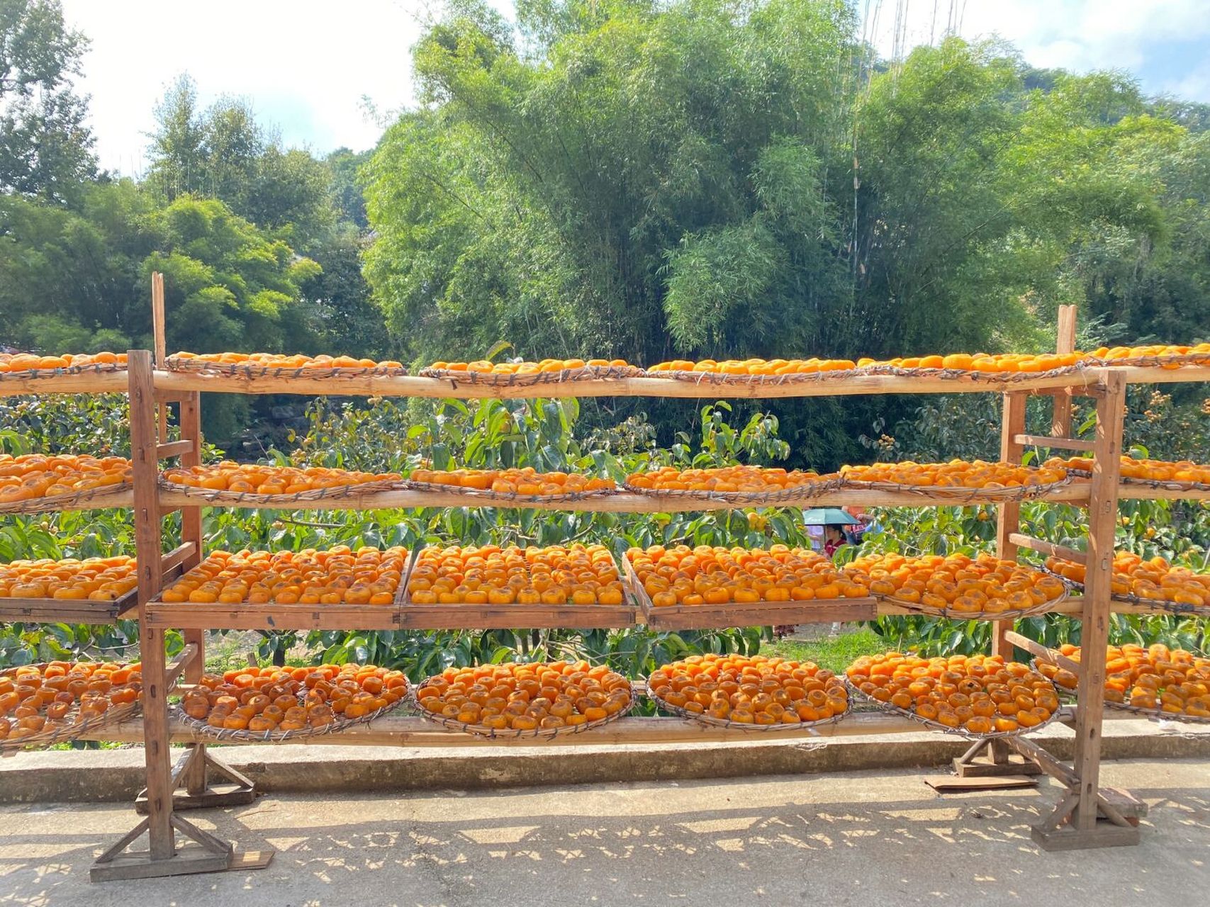 柿柿如意# 桂林恭城瑶族自治县红岩村,万亩柿子丰收了!