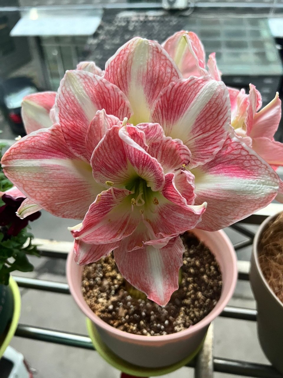 朱顶红-花仙子-荣耀女神 新球开品一般,看明年复花吧