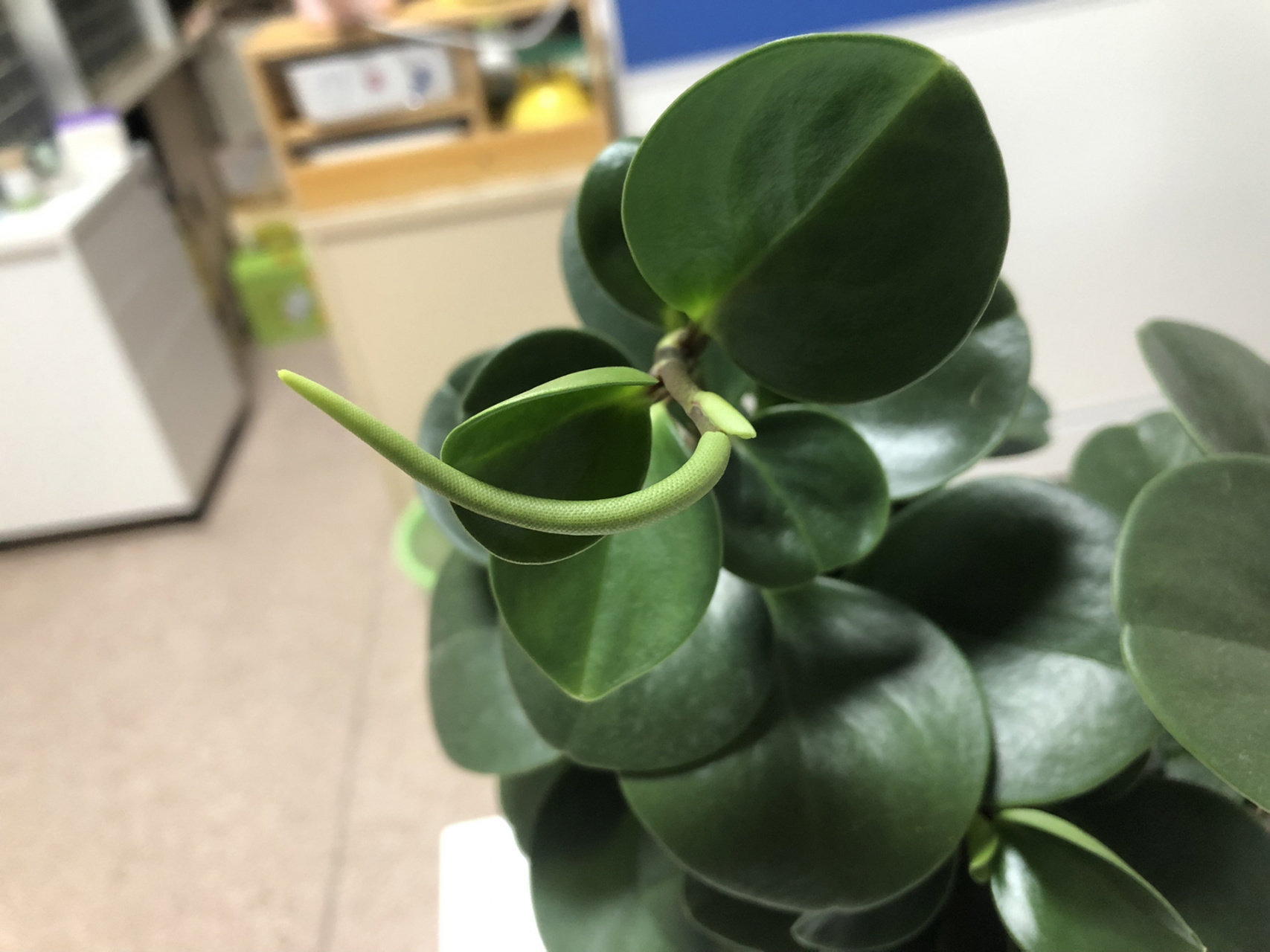 养了一年多的豆瓣绿居然会开花!额也太丑 了吧,这到底是花还是或是?