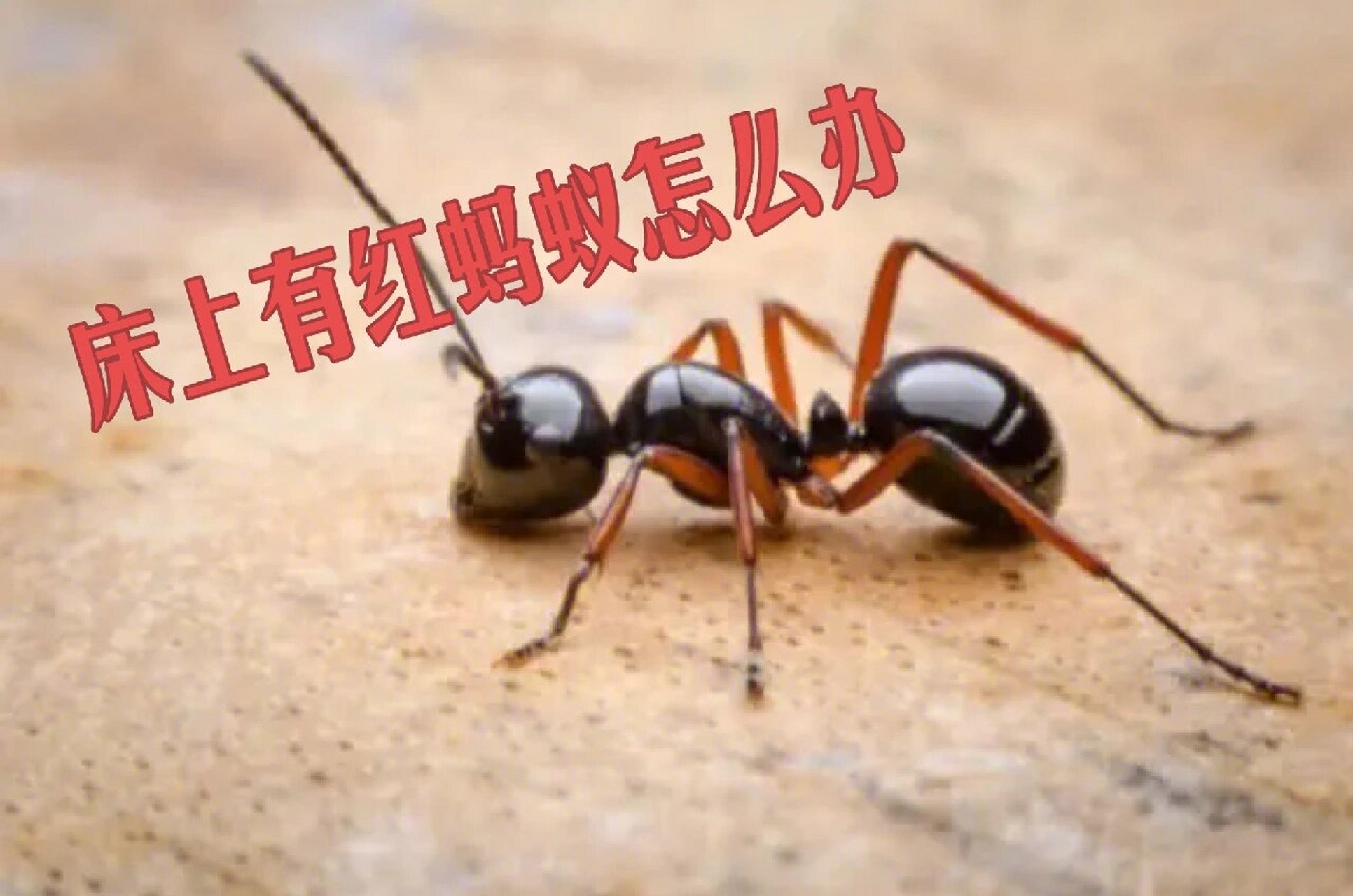床上红蚂蚁怎么消灭 红蚂蚁爬到床上,首先我们要先找到原因,从而才能