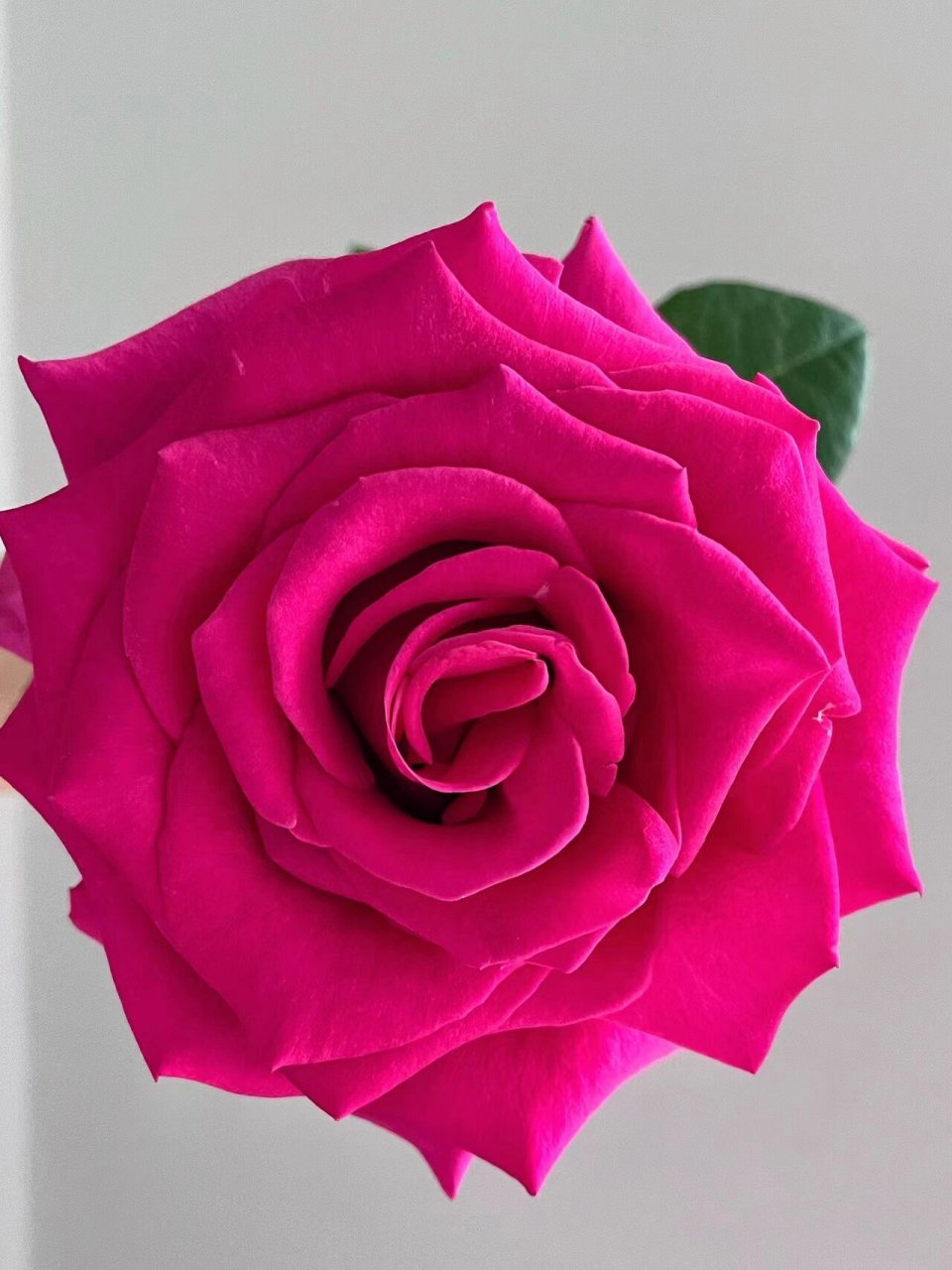 每日识一花【弗洛伊德】 弗洛伊德玫瑰:兰蔻御用玫瑰 78【花语】你