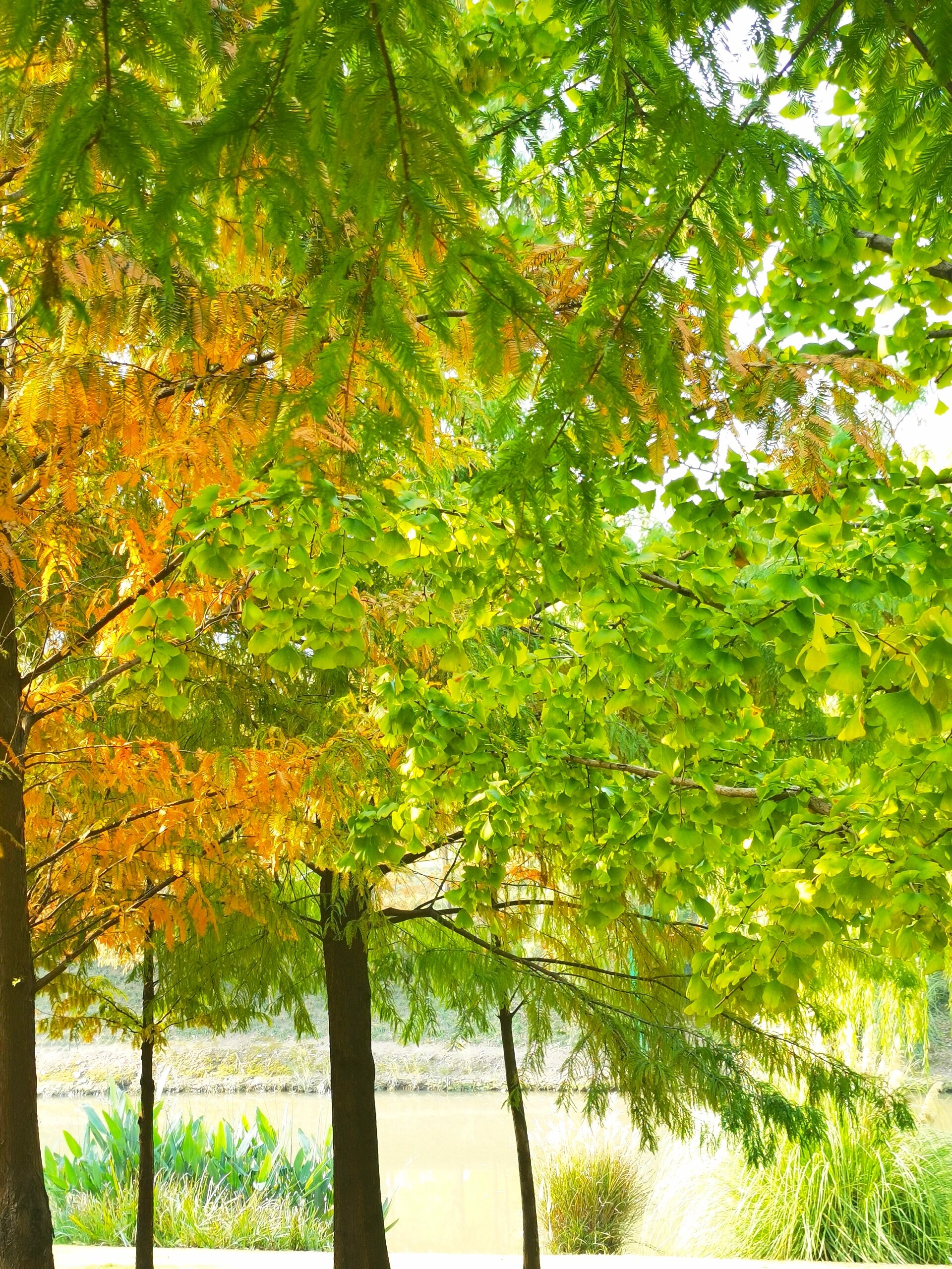 安徒生童话《枞树》