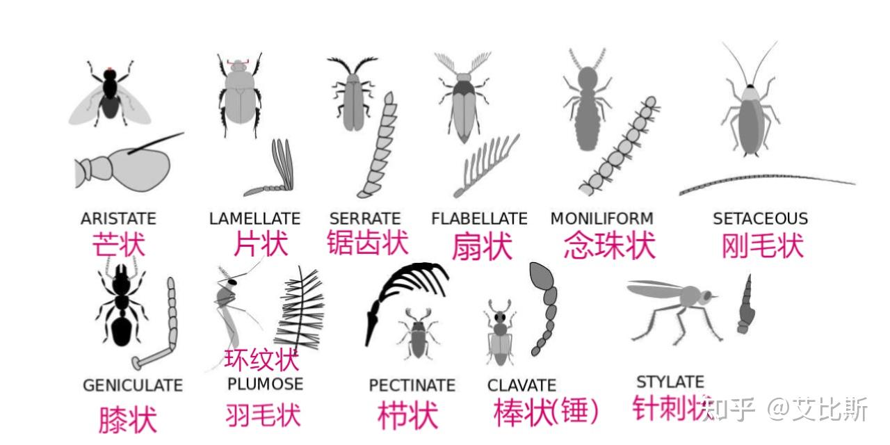 毒蛾触角类型图片