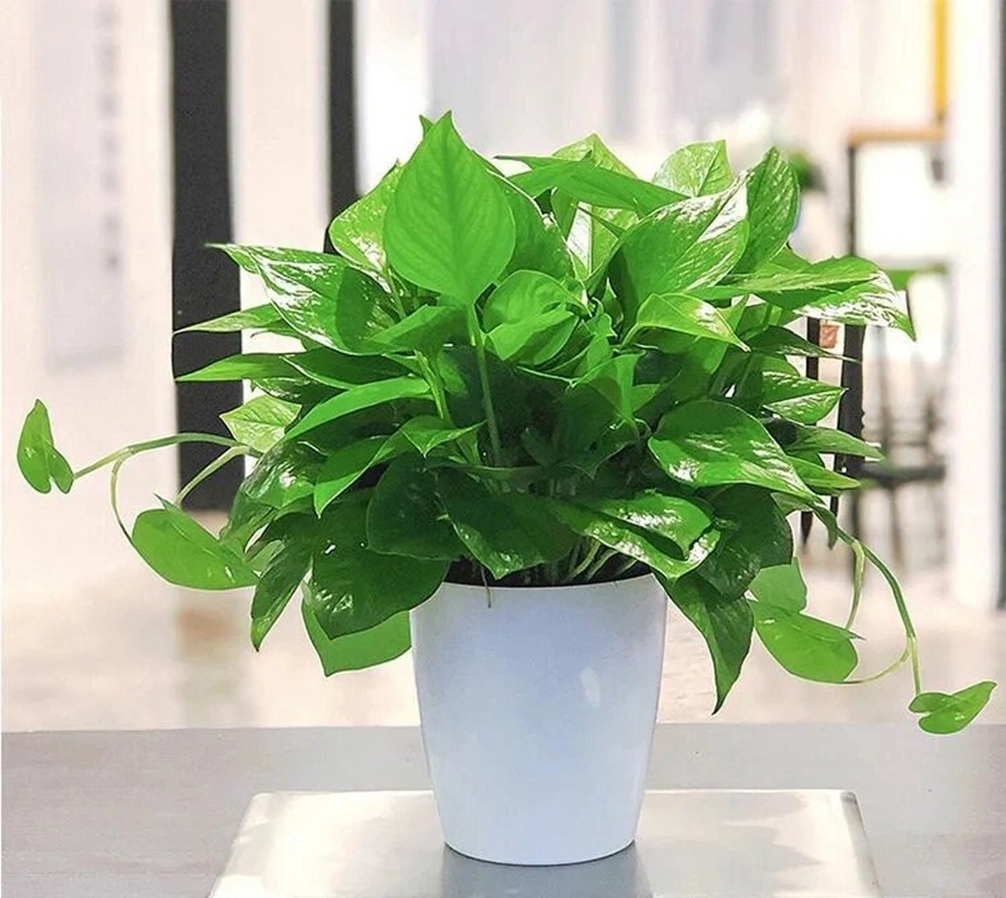 观叶植物-绿萝-魔鬼藤 绿萝在欧美国家被叫做devils ivy,即魔鬼藤.