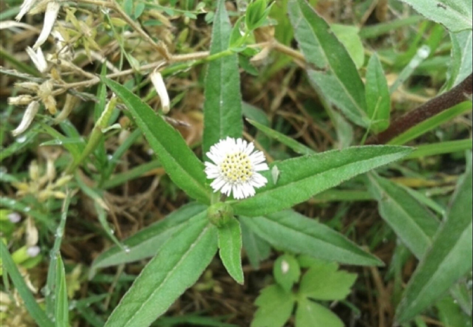 中草药,鳢肠 每天一个小知识,鳢肠,菊科,鳢肠属