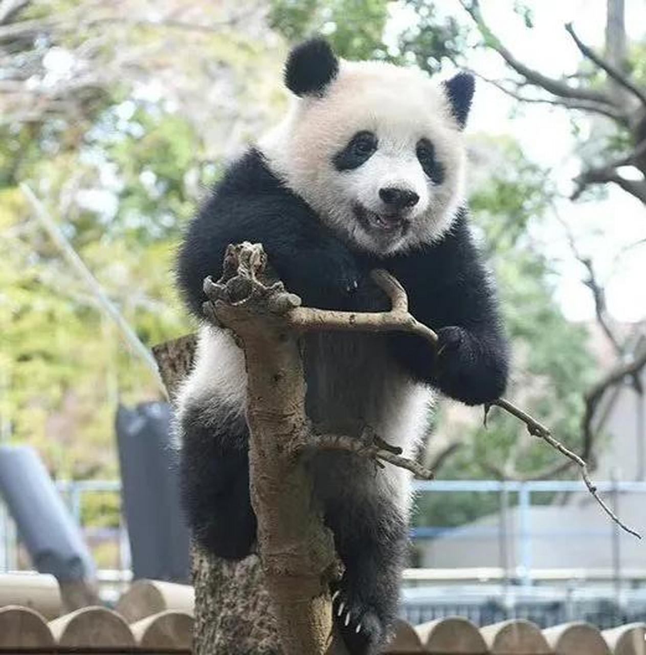 大熊猫香香集万千宠爱于一身,是粉丝们心心念念的心上熊,更是有粉丝不