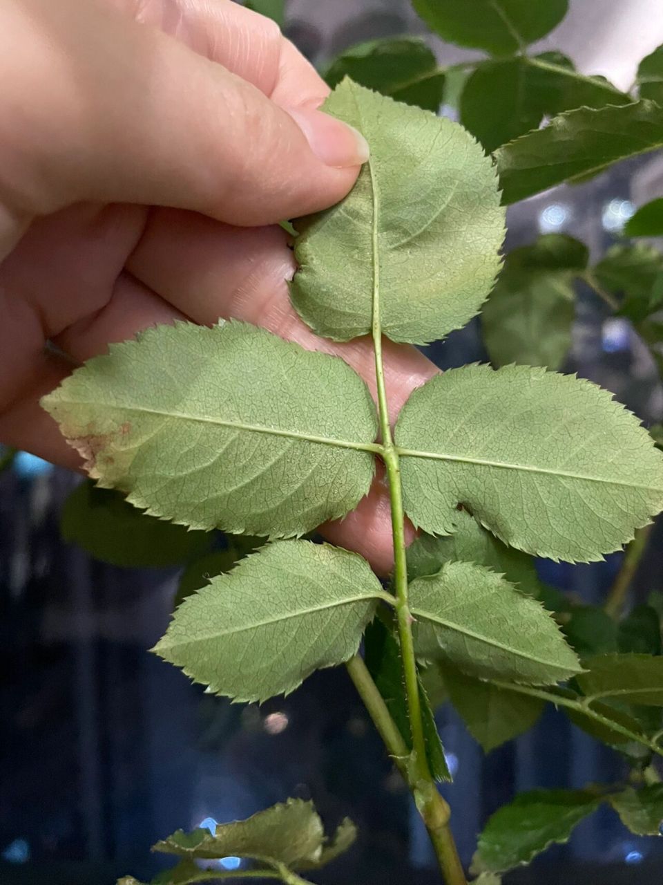 天方夜谭,不是激素苗,开完花修剪过,用的红陶的盆,前几天施了缓释肥