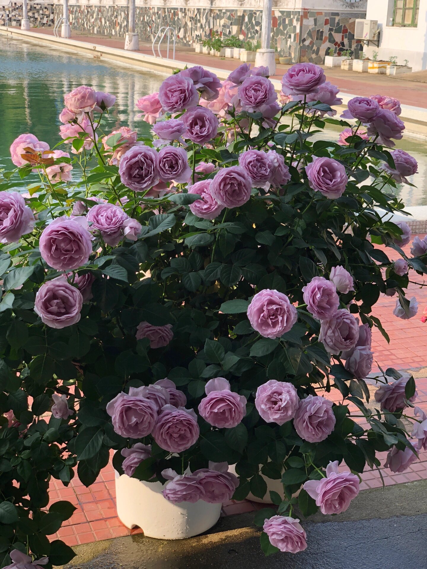 月季 蓝色风暴 爆花教程