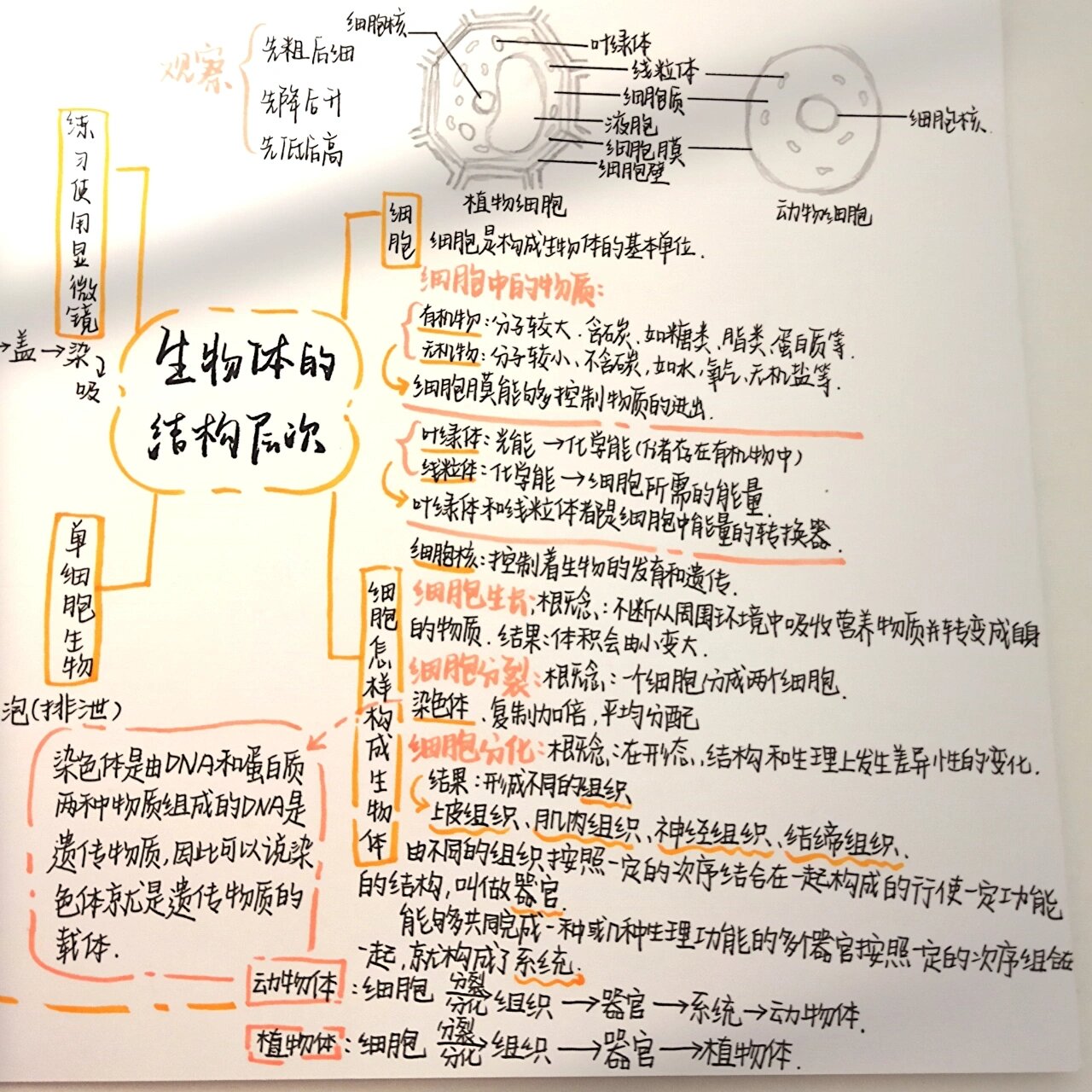 七上生物第二单元思维导图