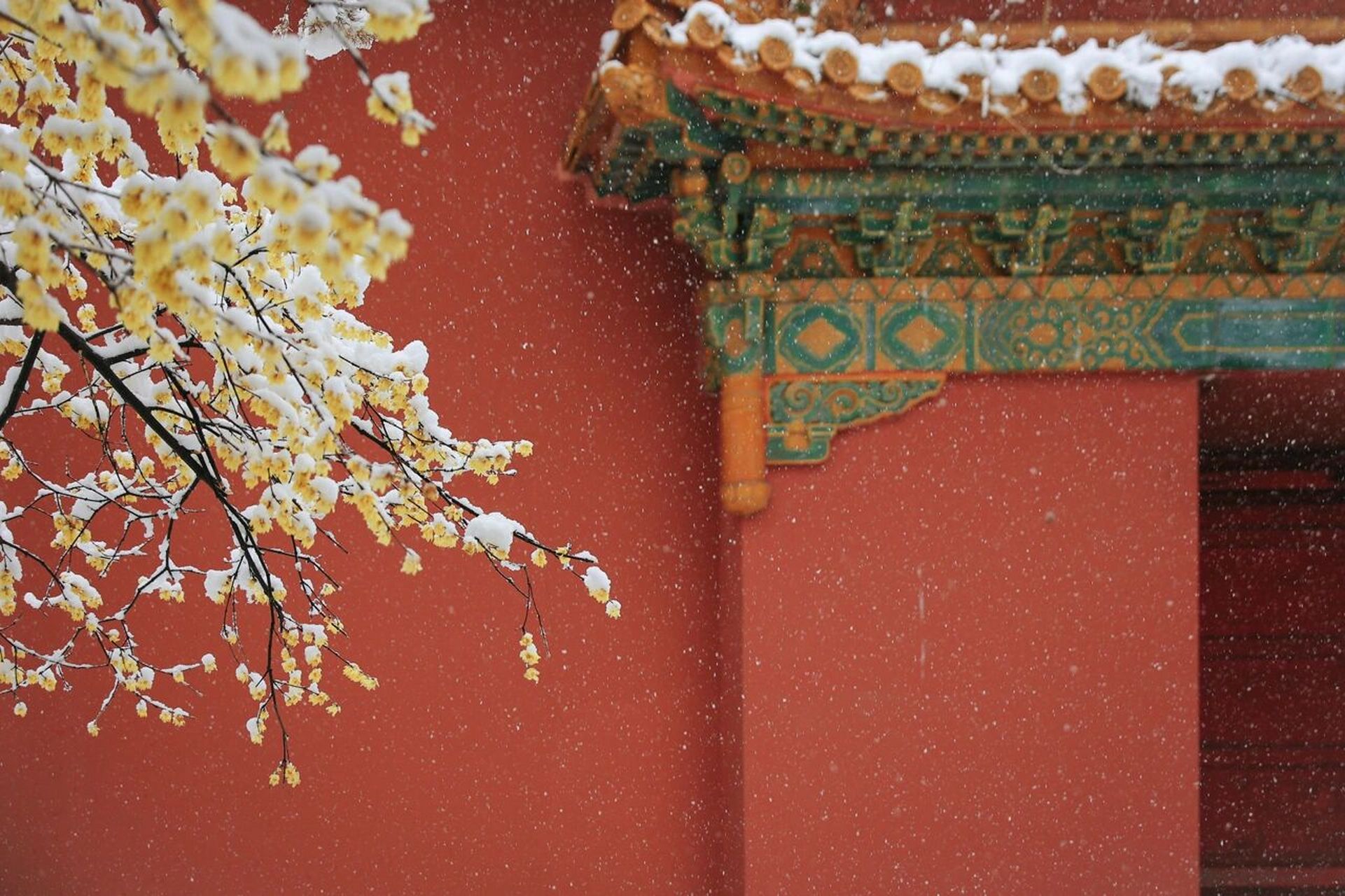 时常羡慕故宫雪景, 明孝陵有腊梅傲雪开的时候仿佛来到了故宫