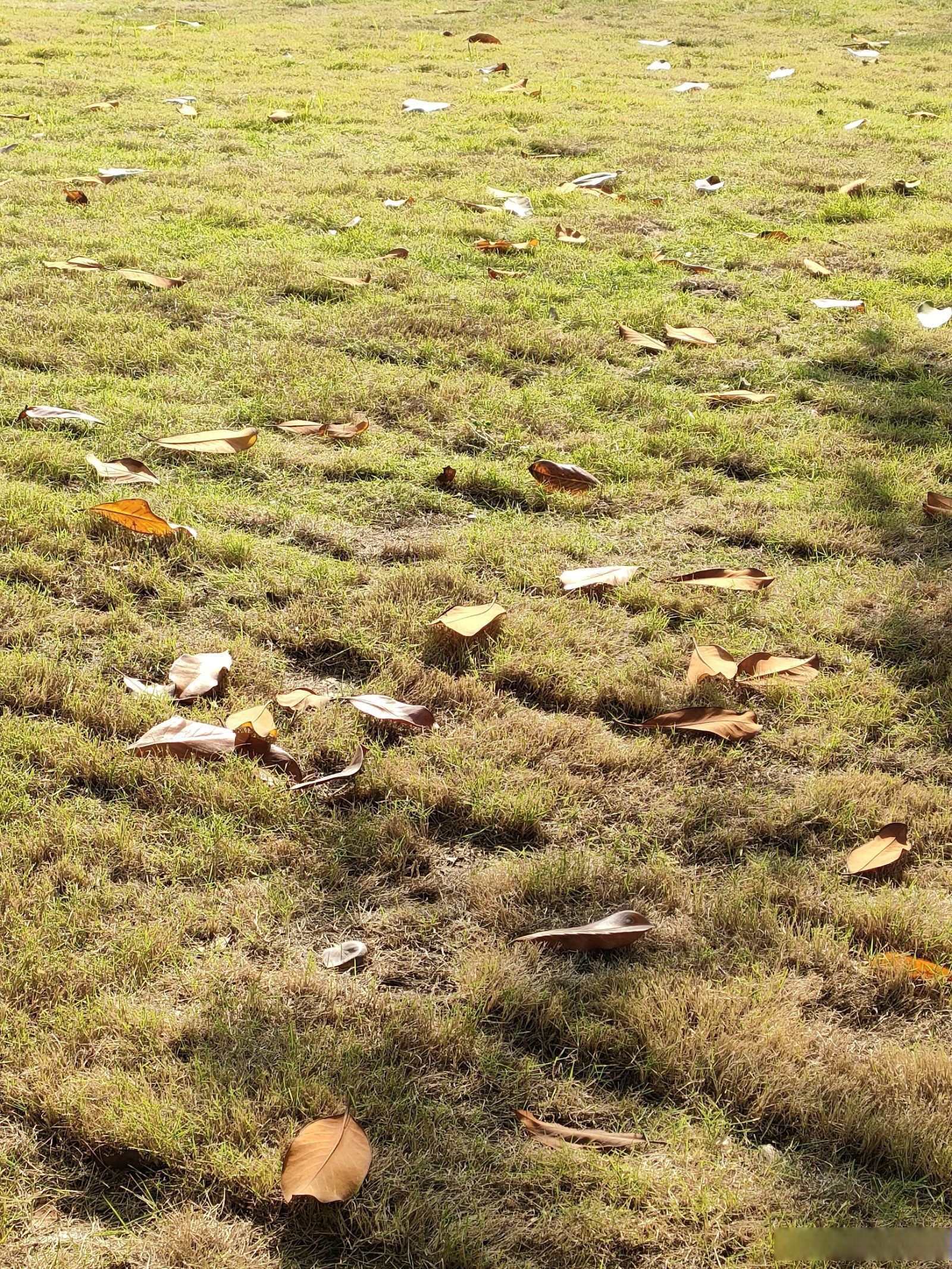 校史馆旁的草地,校徽上的层层脉络,摆钟上历