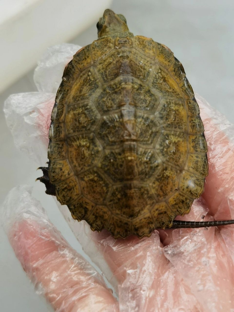 日本石龟的一些日常小知识以及图片分享 最近有好多朋友都问我关于