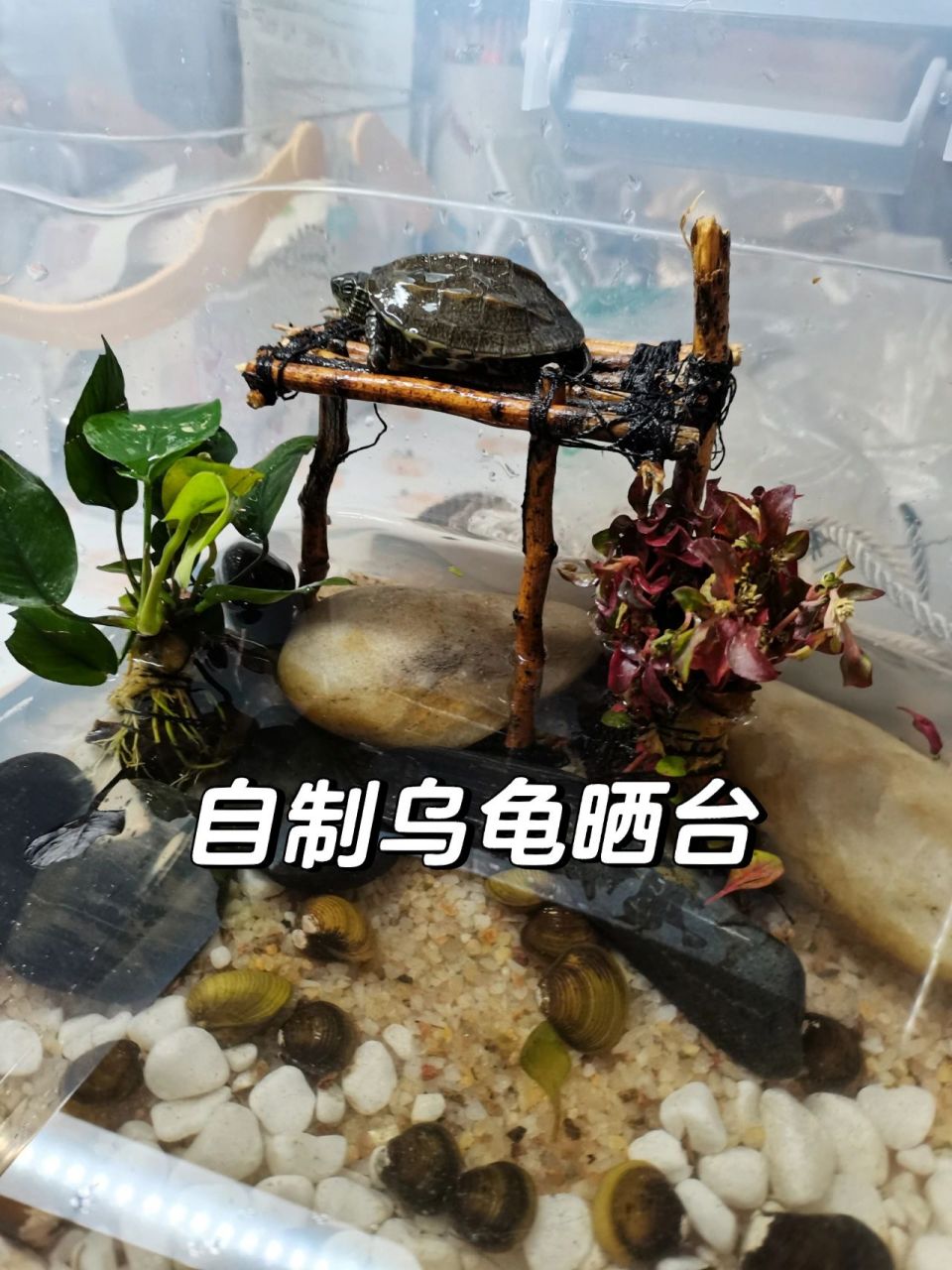 0成本自制小乌龟晒台 为了尽量还原自然生态(省下一笔开销) 决定自制