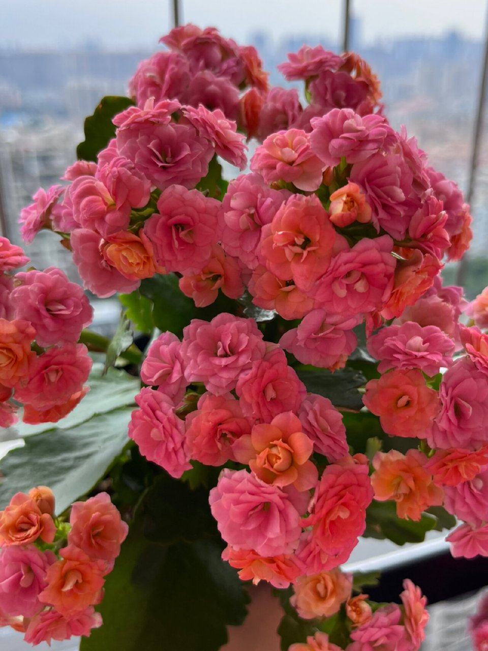 长寿花-大鹏 这颗也开了好久,还是很新鲜的状态耶～比心