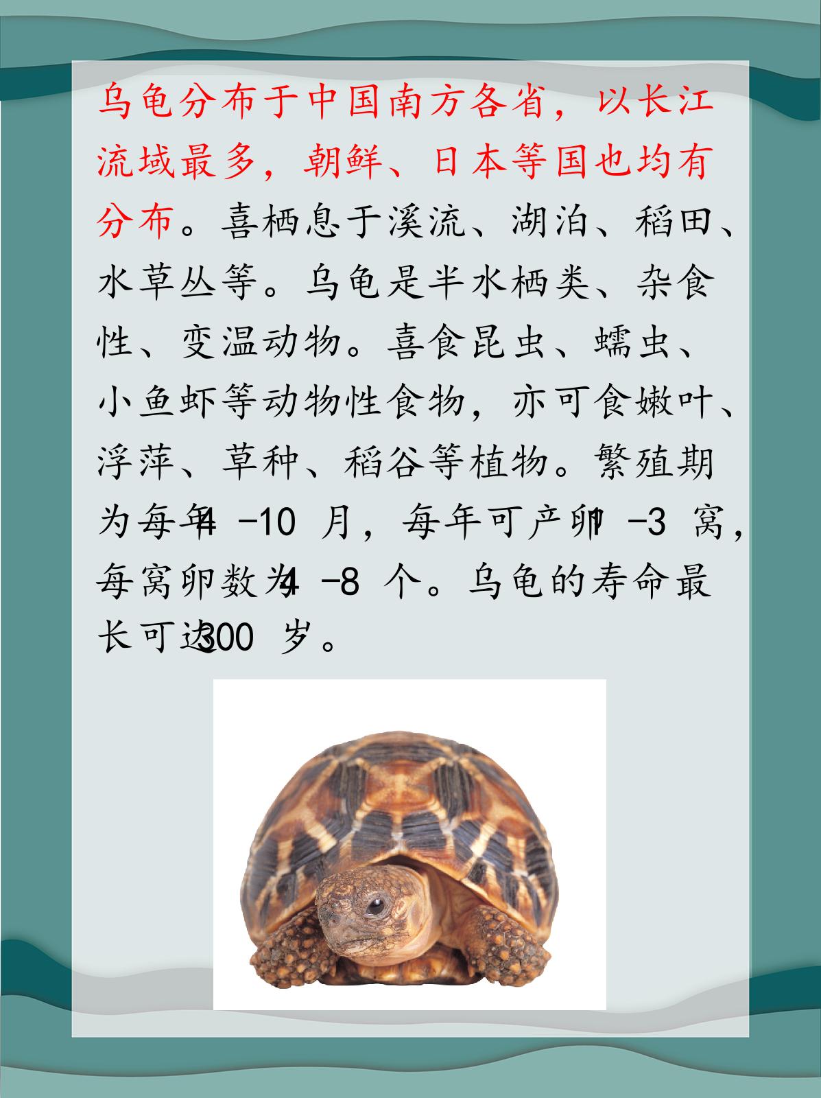 乌龟的详细介绍 乌龟是现存古老的爬行动物,主要分布于中国,日本,巴西