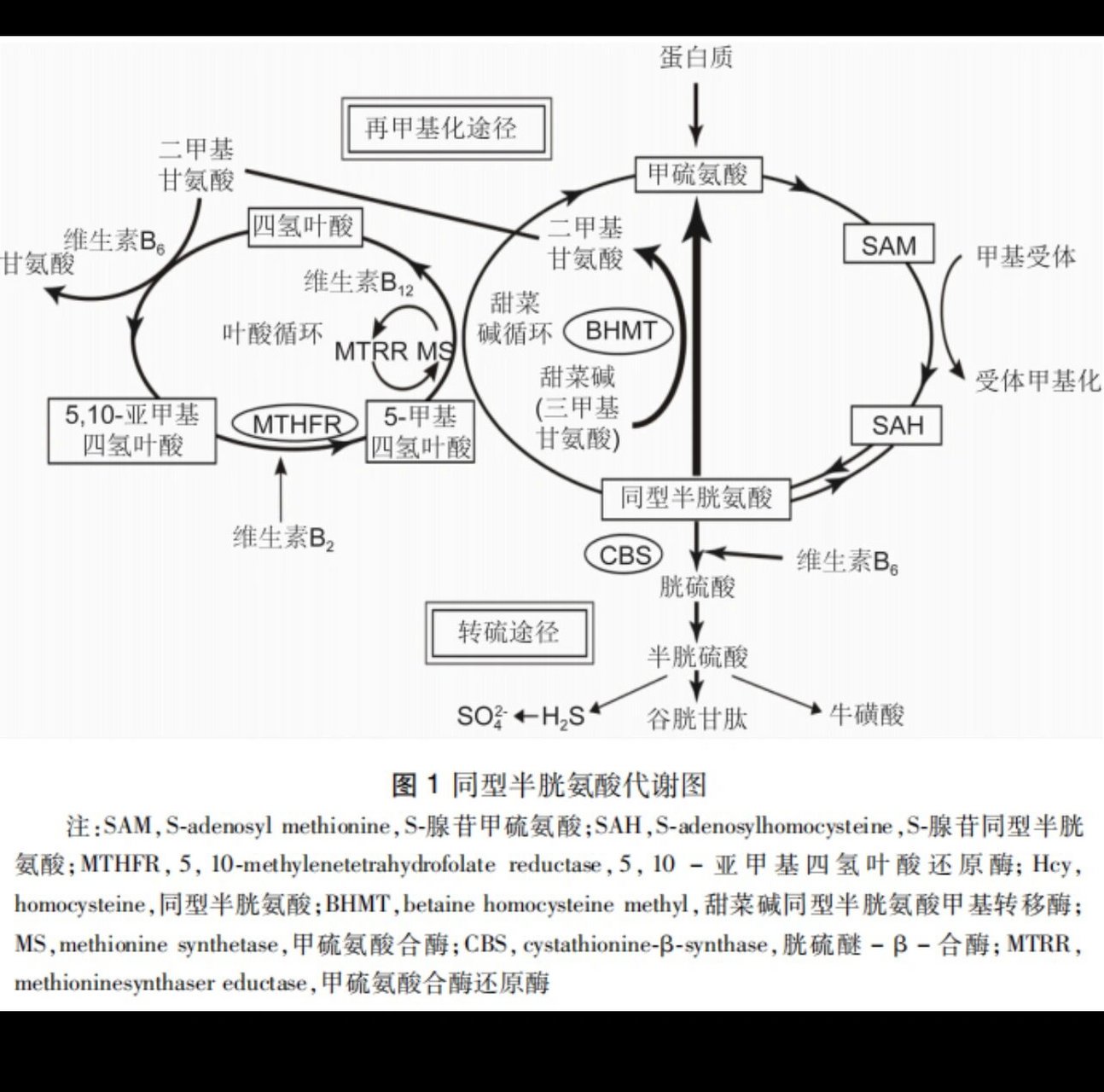 同型半胱氨酸(homocysteine, hcy)简称血同,是一种含硫氨基酸,是甲硫