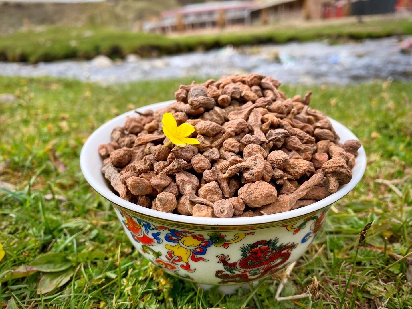 野生蕨麻 蕨麻又叫"人参果",野生长在高寒地区,每年三月份开始挖,洗净