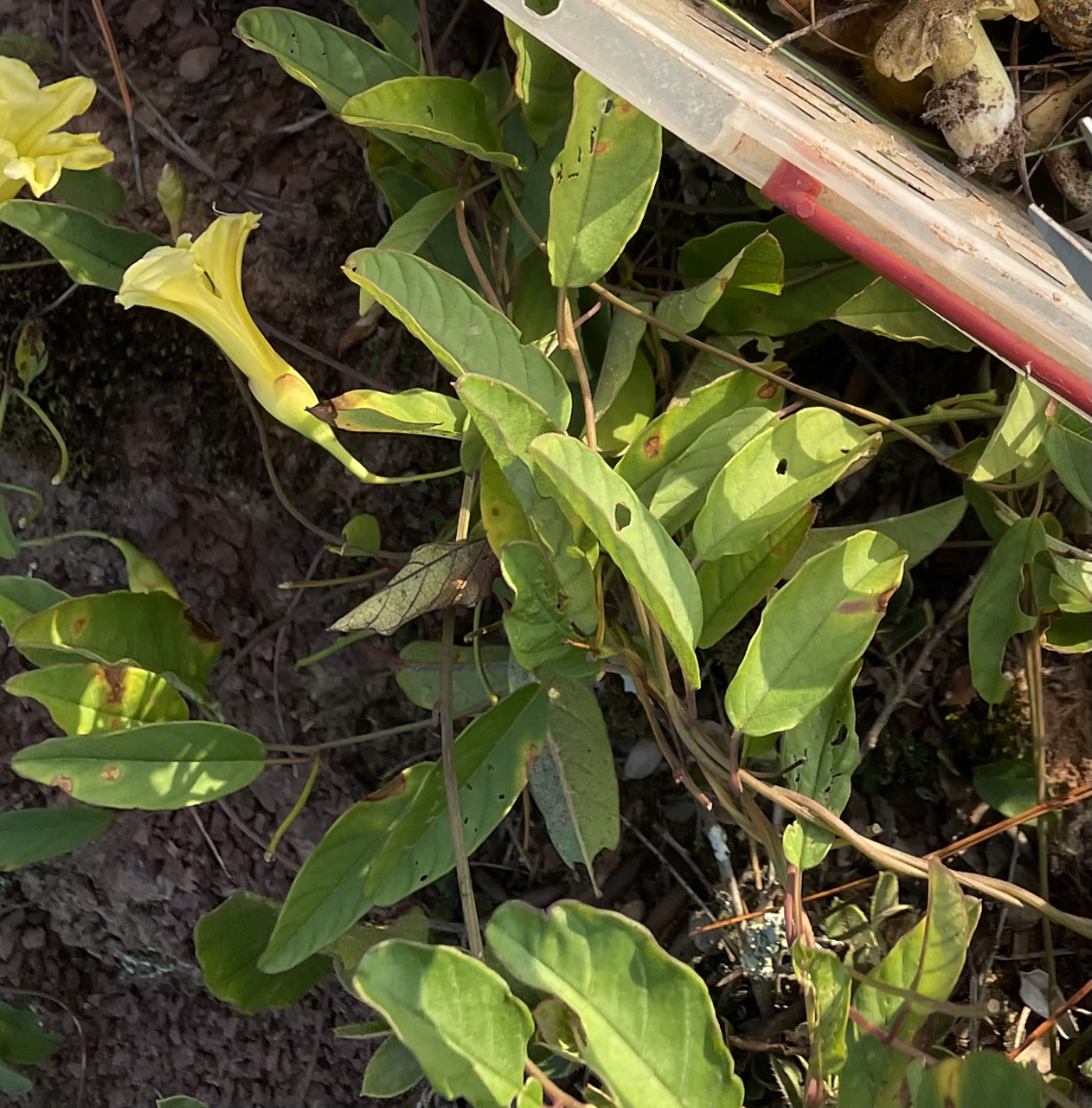 云南野生山土瓜地瓜山红苕,了解一下!