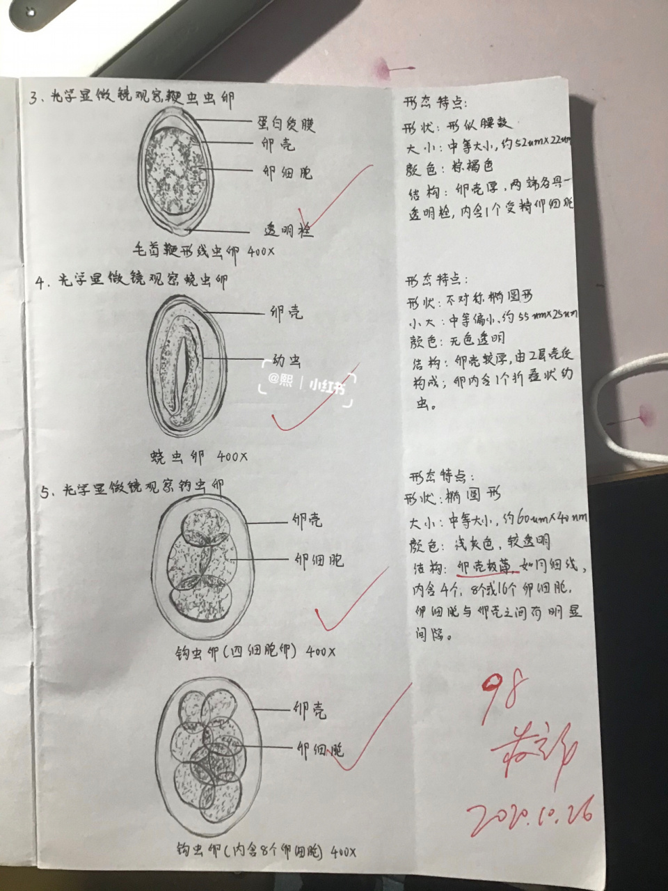 肝吸虫实验报告图片