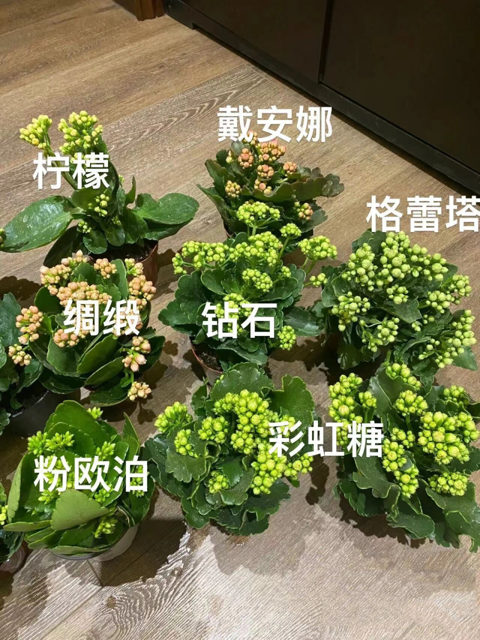 长寿花的品种介绍图片