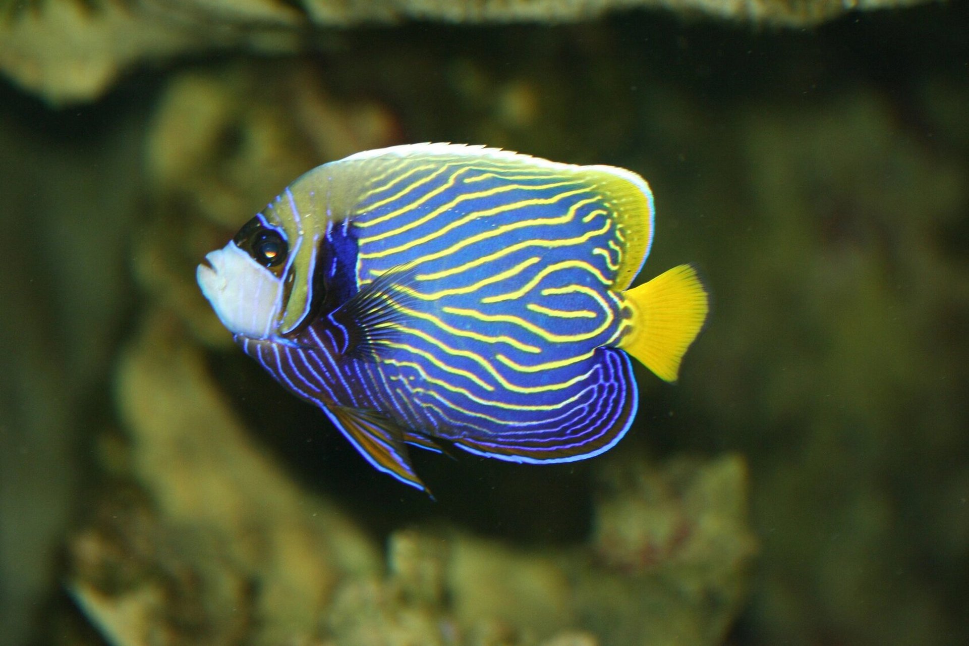 帝王天使鱼 98 fantasea·奇妙海洋 	 56.