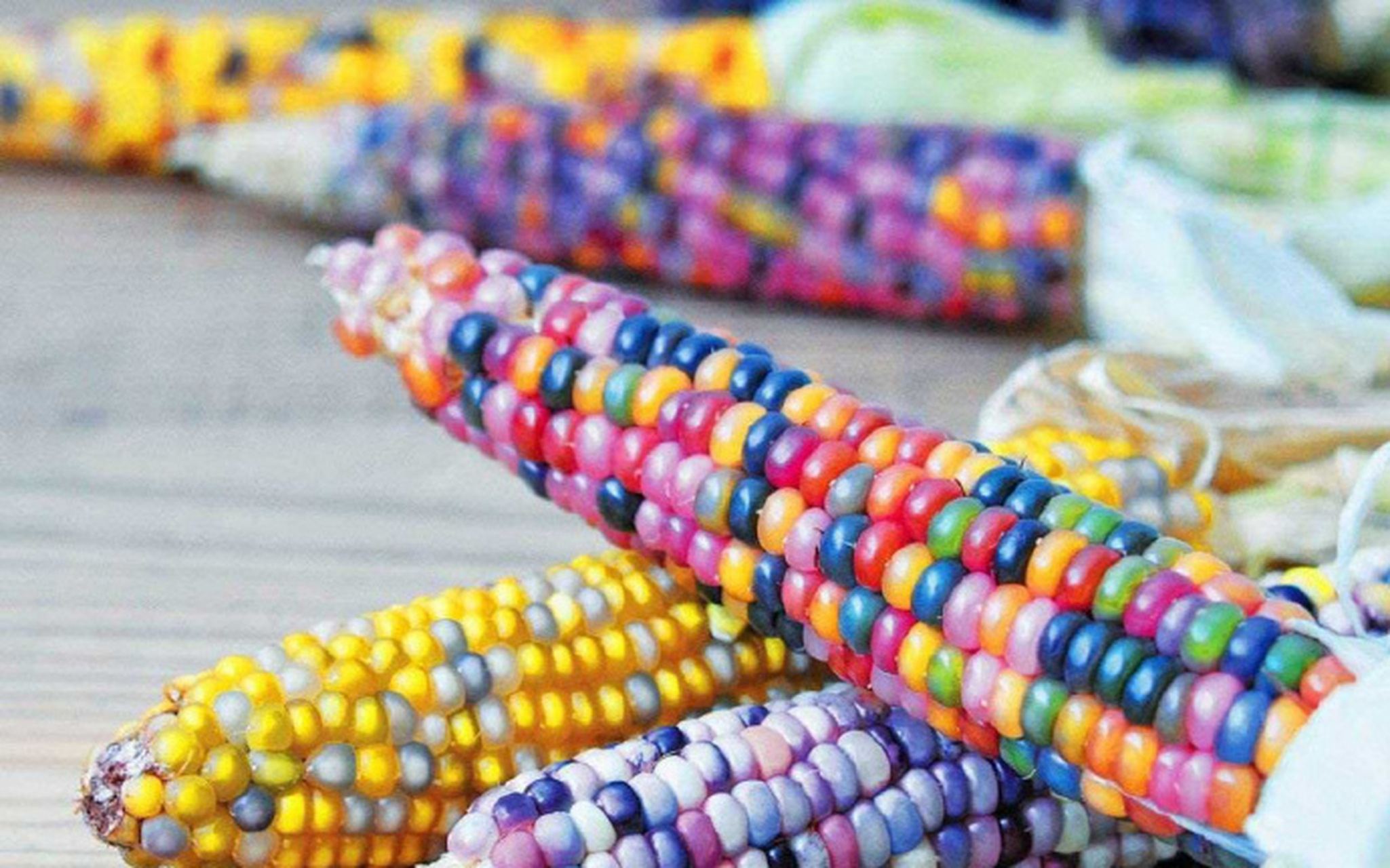 这种彩色玉米学名叫琉璃宝石玉米,由俄克拉荷马州农场主多次杂交培育