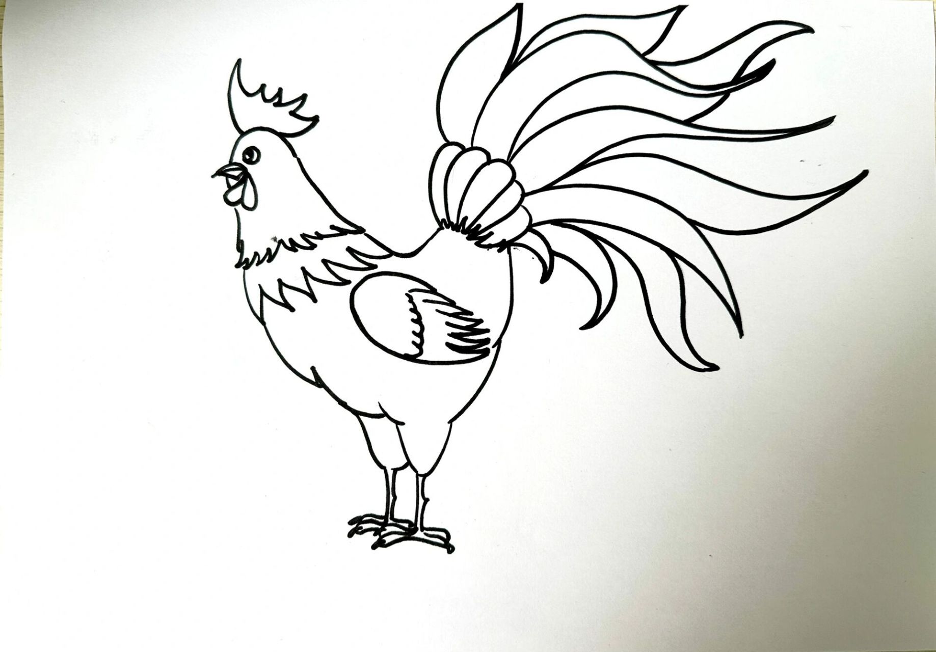 艳丽的大公鸡美术画图片