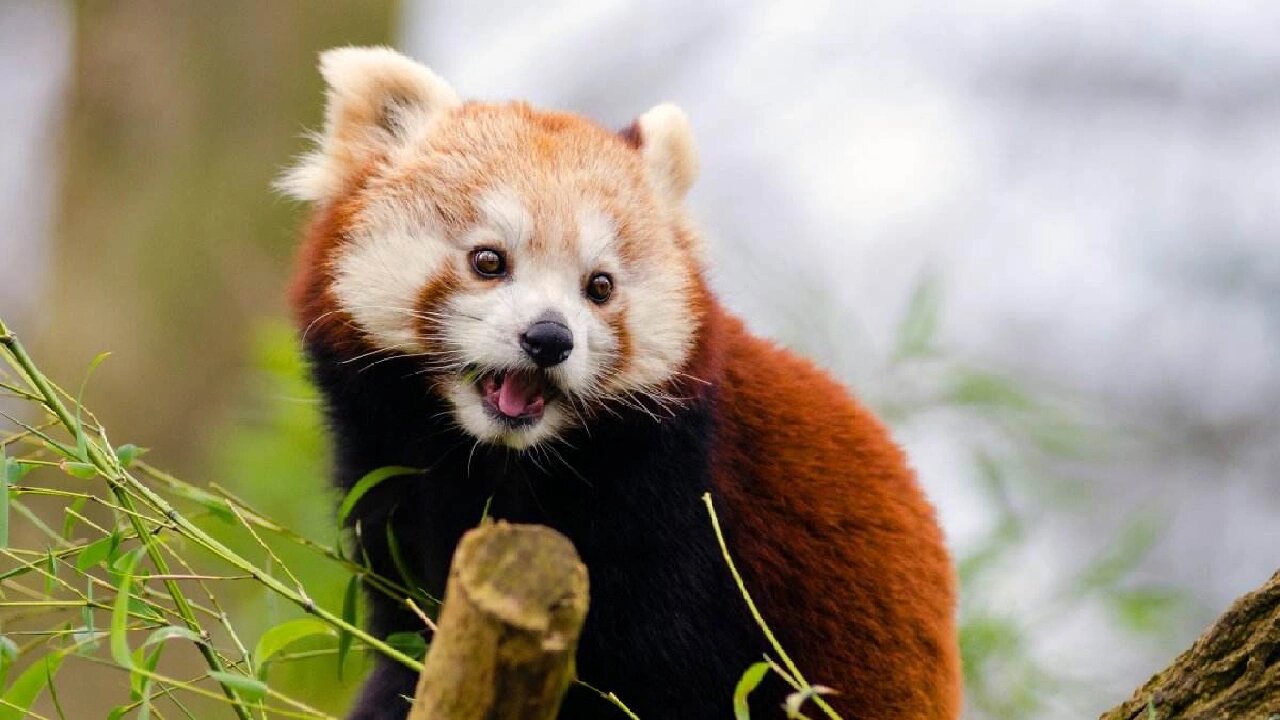 让我们来看看可爱的濒危动物红熊猫吧!