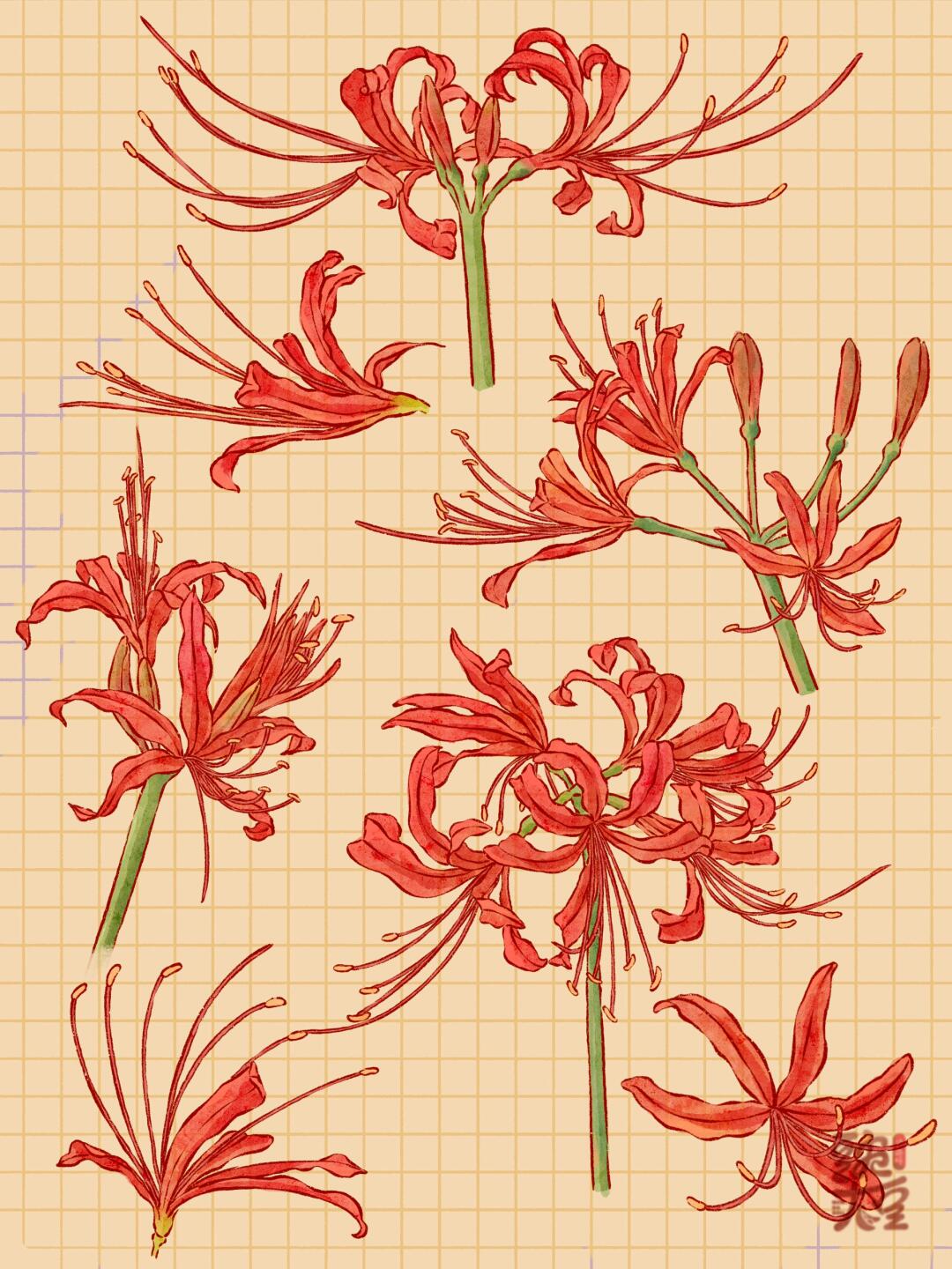 彼岸花花期到啦,你们那里有开吗