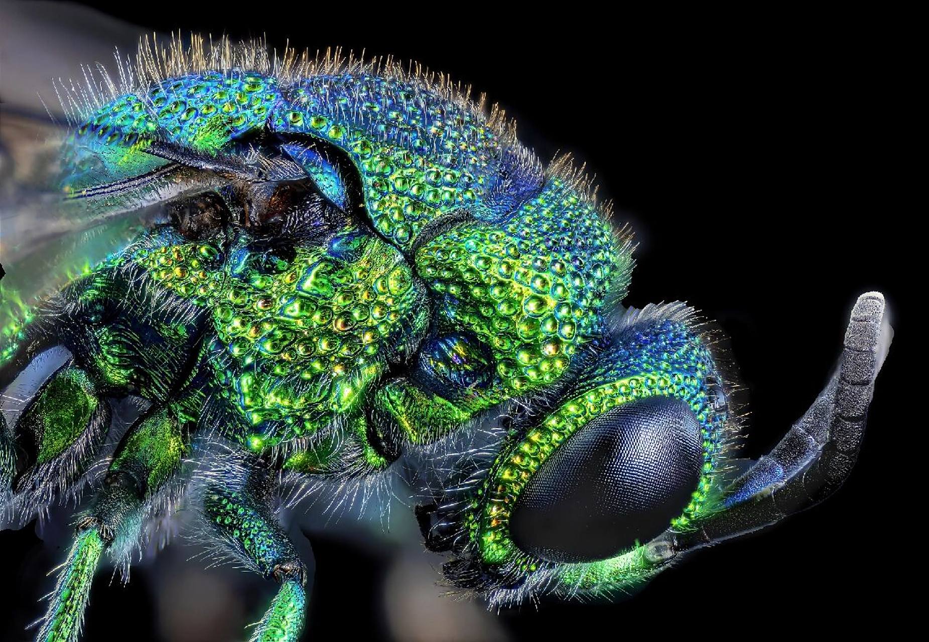 今天拍摄的青蜂