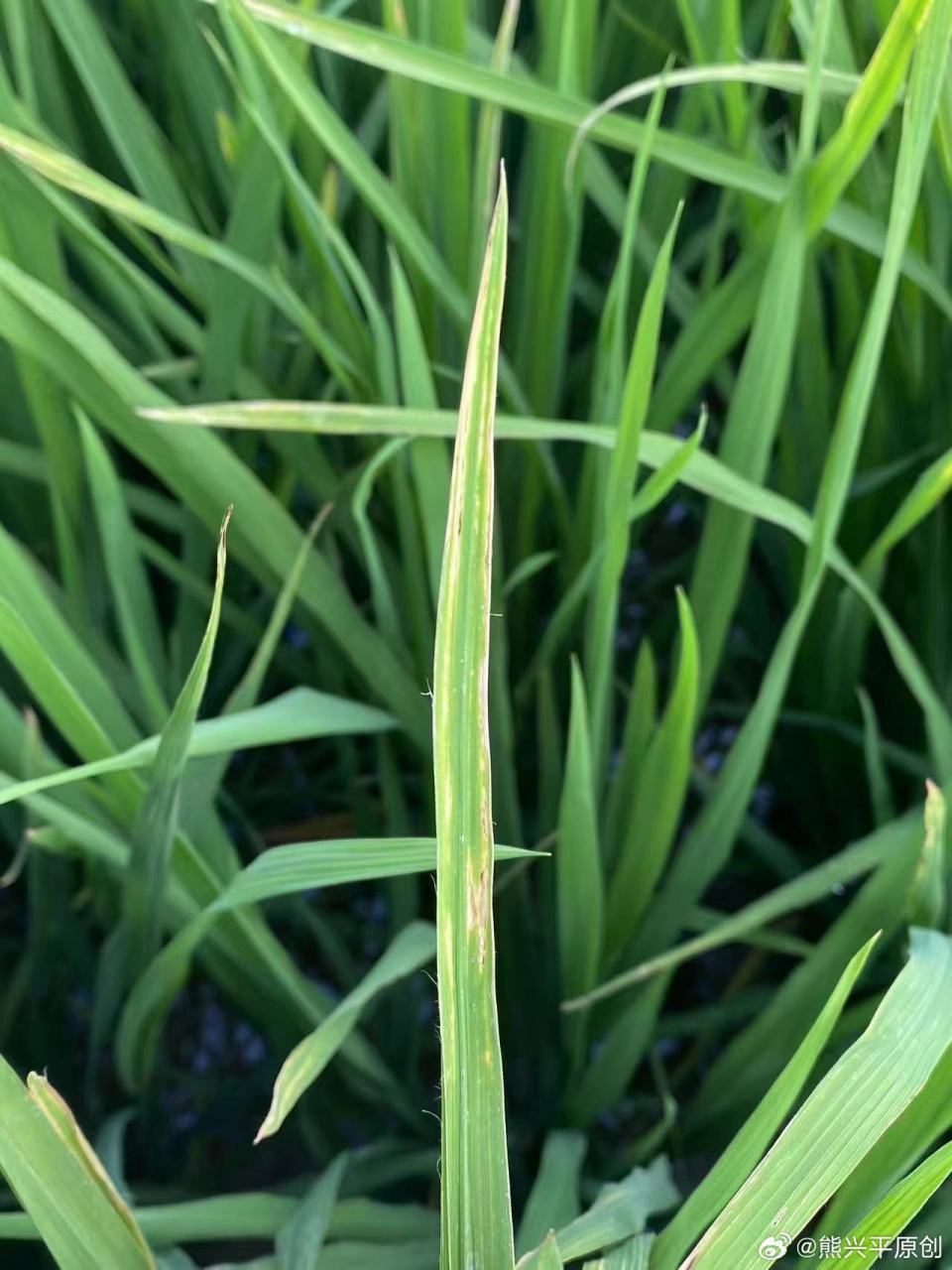 水稻叶尖枯病用药综合防治: 龙克均(噻菌铜) 三唑酮 磷酸二氢钾 橙皮