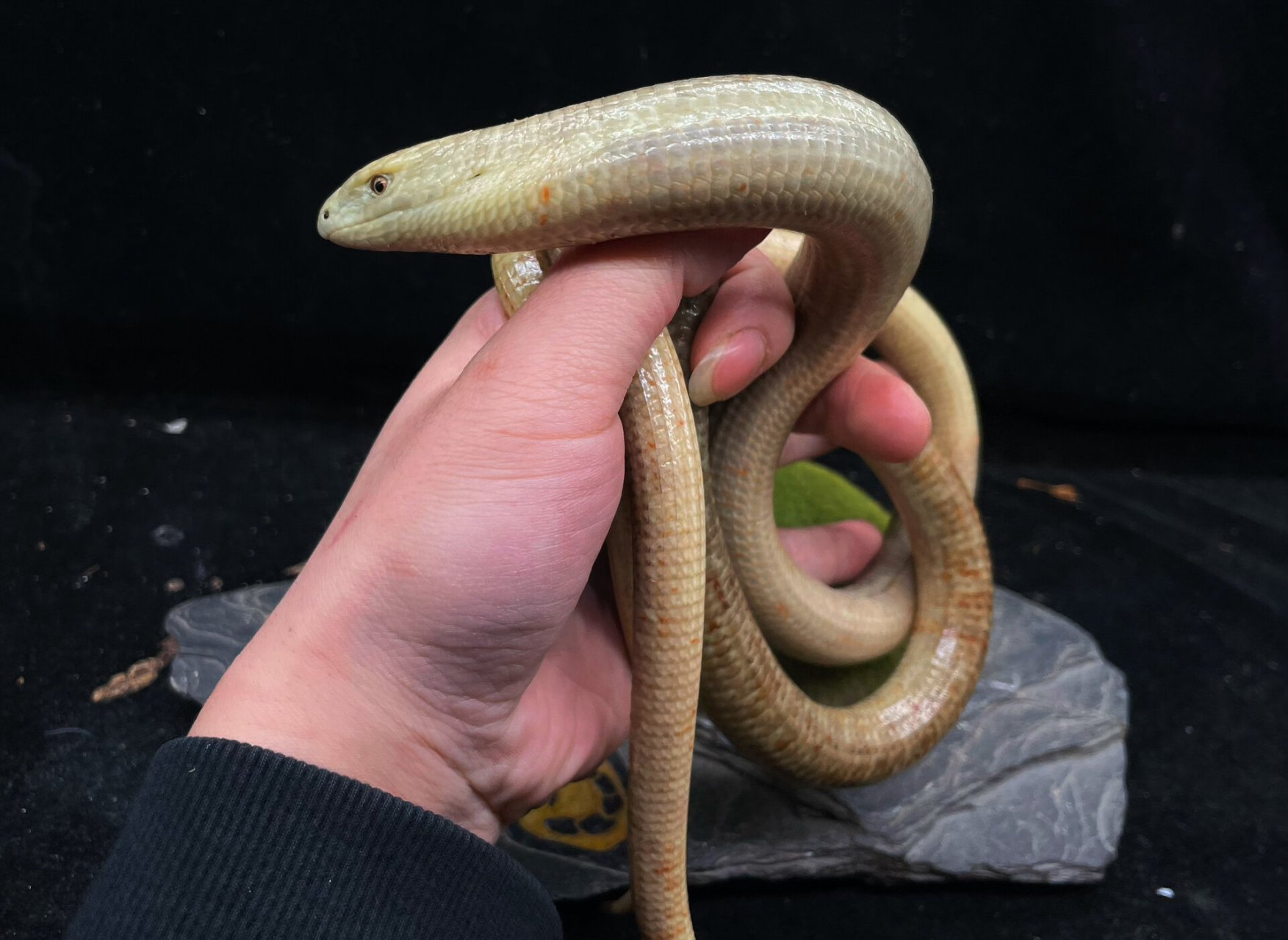 世界上罪大的蛇蜥,蛇的外形,但它实际是四肢退化的蜥蜴,有眼皮,吃