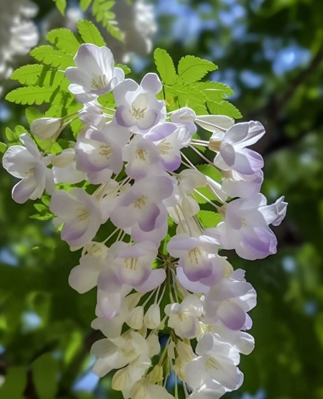 又到了洋槐开花的季节 洋槐花的花语是晶莹,美丽,脱俗,春之深爱.