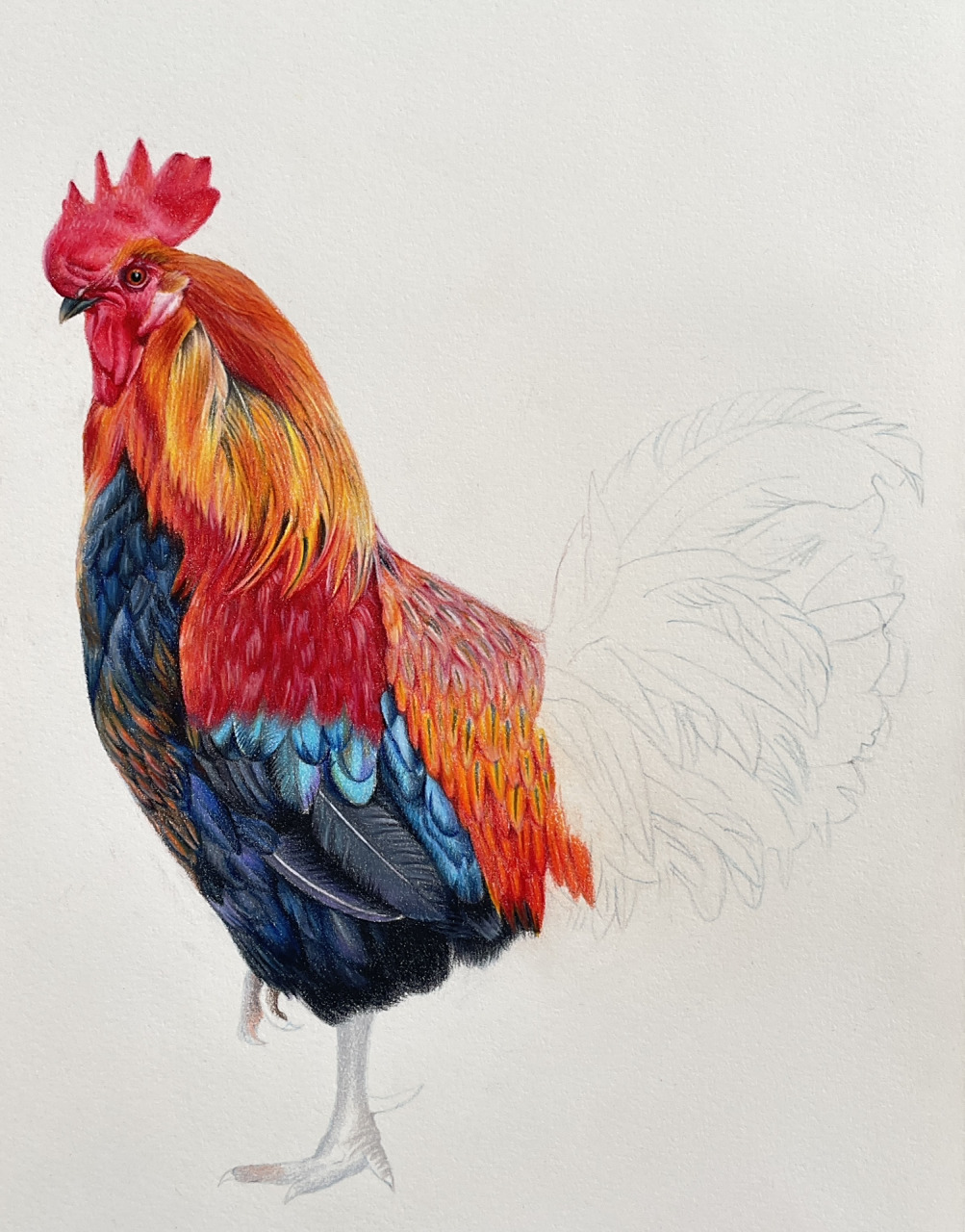 彩铅画大公鸡,进度条