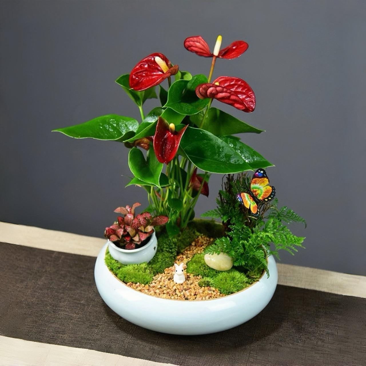 花朵头像图片真实实拍摆盘用绿植图片秋天盆栽花卉图聘嫠吣阋桓稣嫦 