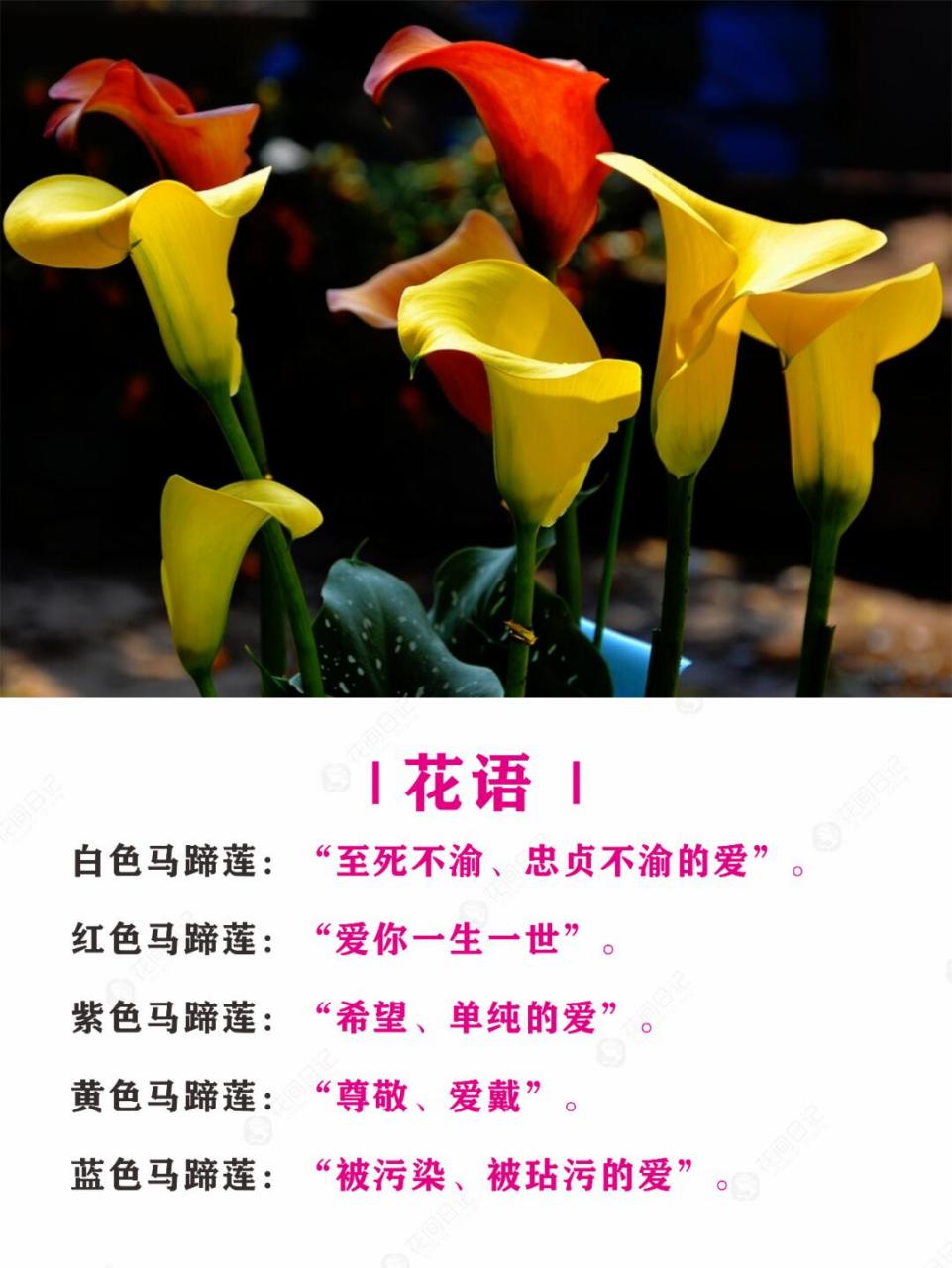 简介 | 马蹄莲,又称为水芋,野芋,慈菇花,观音莲,是一种生长在水中的