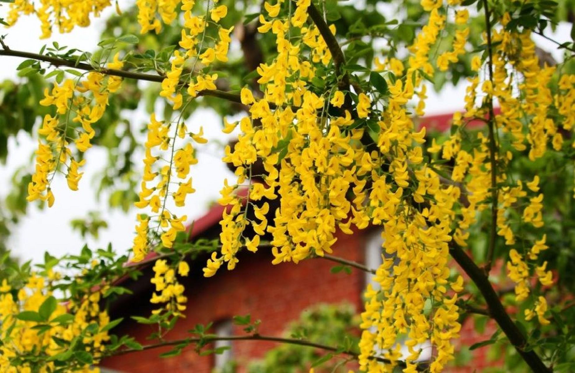 【每日一花】金链花(泰国国花) 金链花树(laburnum anagyroides medic