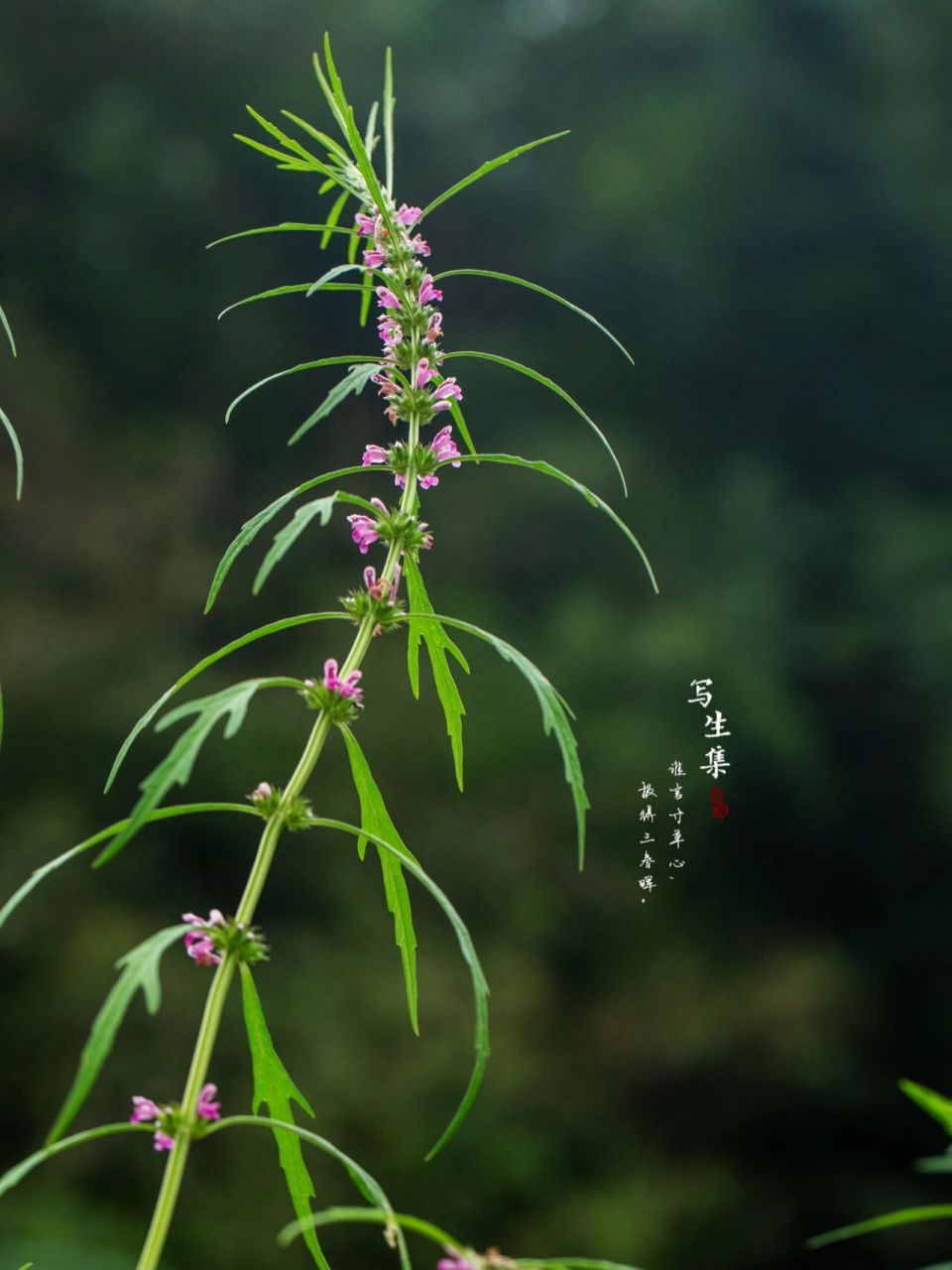 益母草花语:母爱.