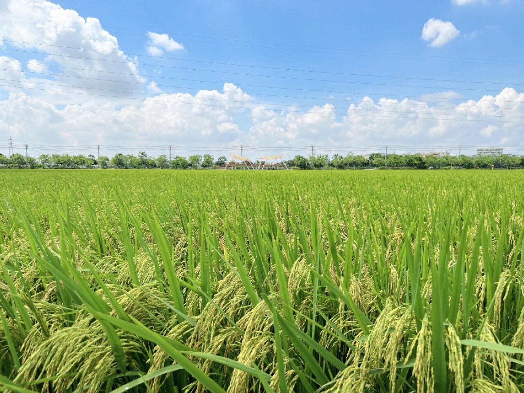 有一种治愈叫天空蓝 六月的东莞周屋稻田 极像了漫画里的夏天 这种