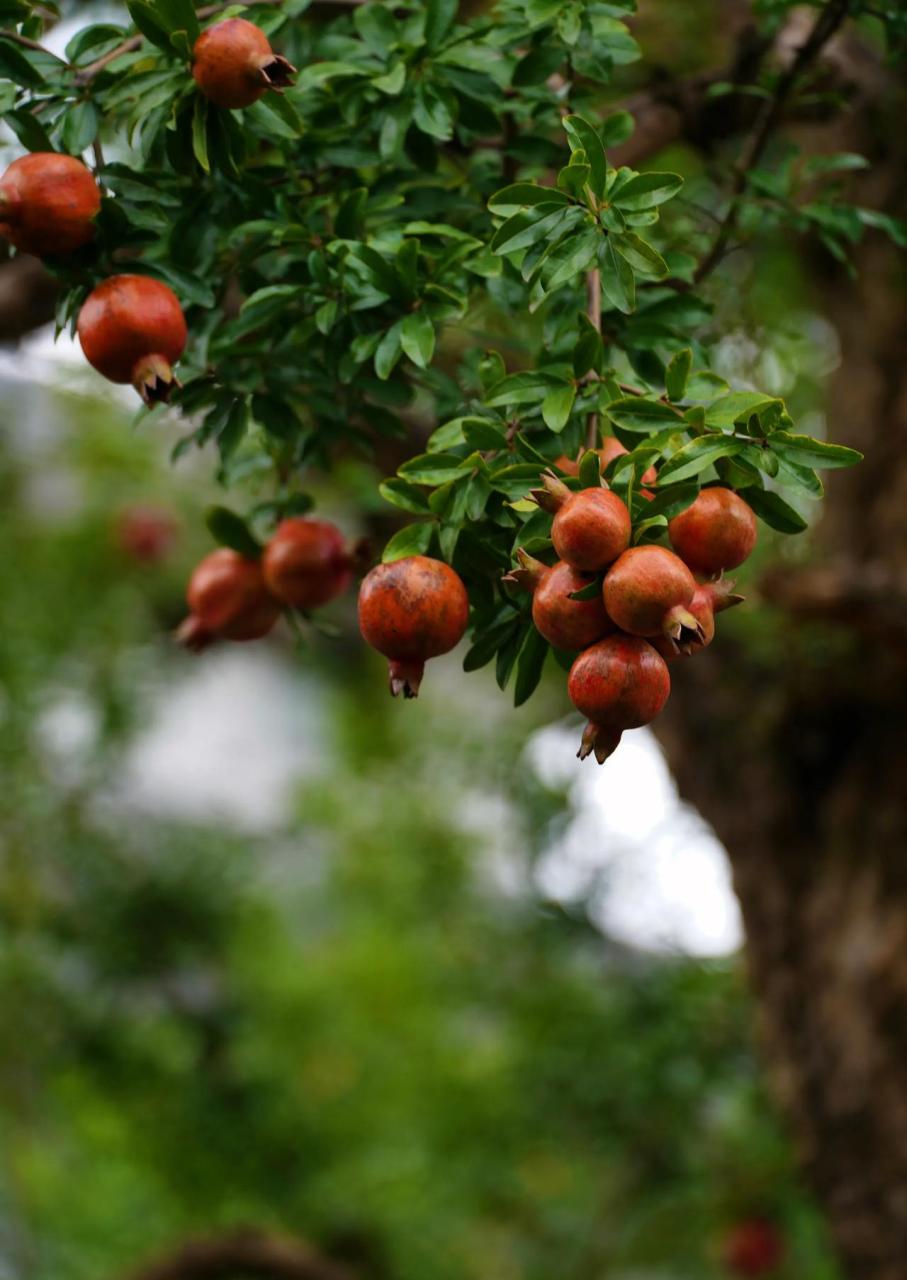 石榴树上挂满了红艳艳的果实,就像一簇簇燃烧的火苗,把整个树冠都染成