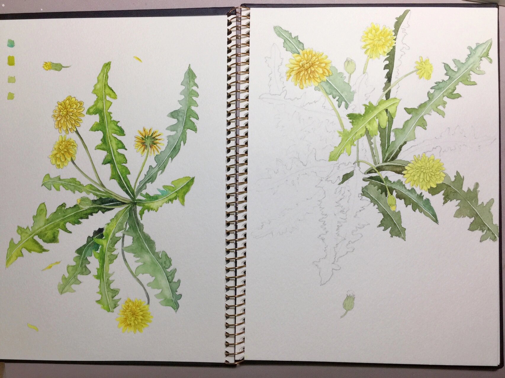 水彩蒲公英(附过程图)每日一绘 #水彩画教程# #绘画日常# #寻找小红书