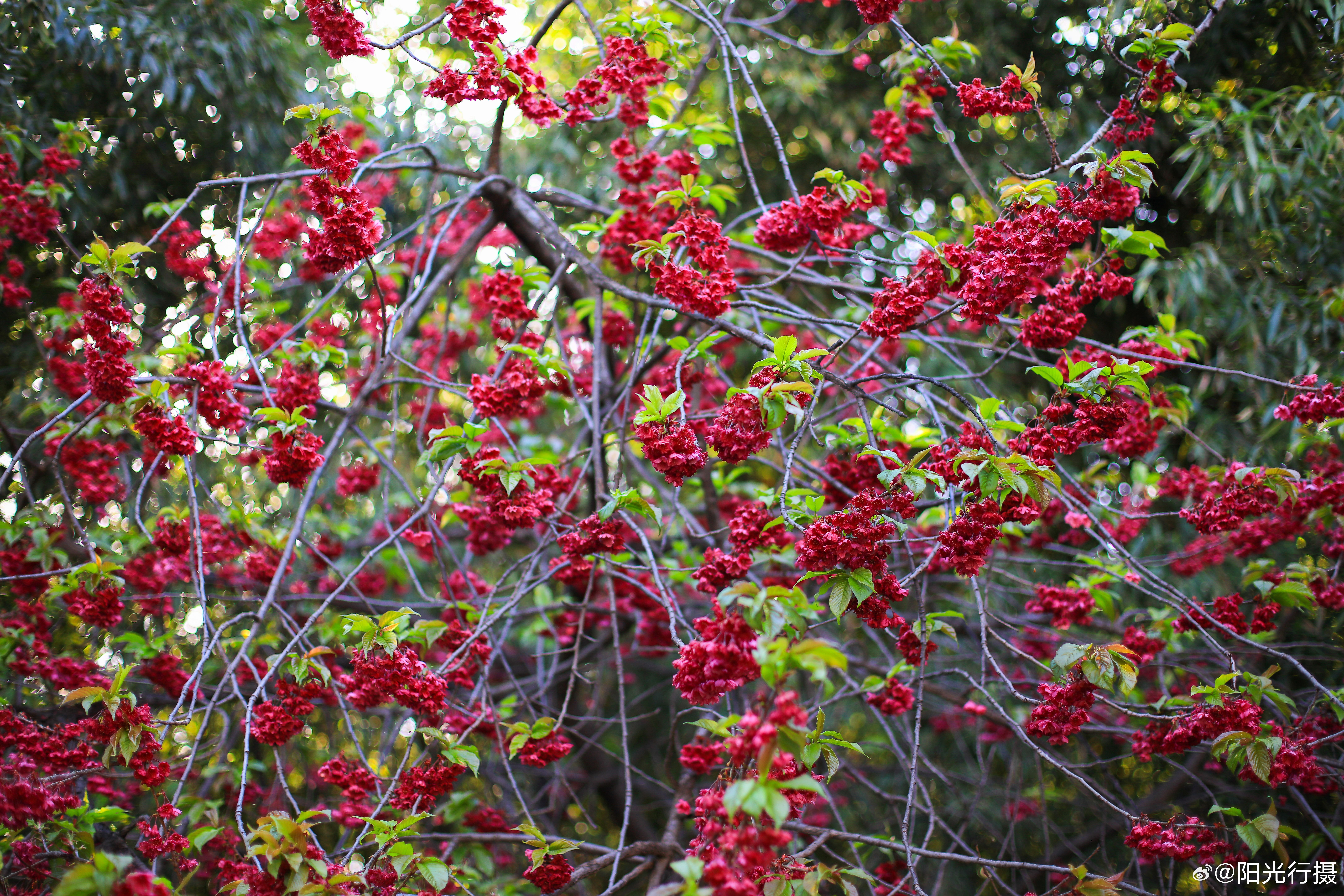 八重寒绯樱:早春的红色精灵