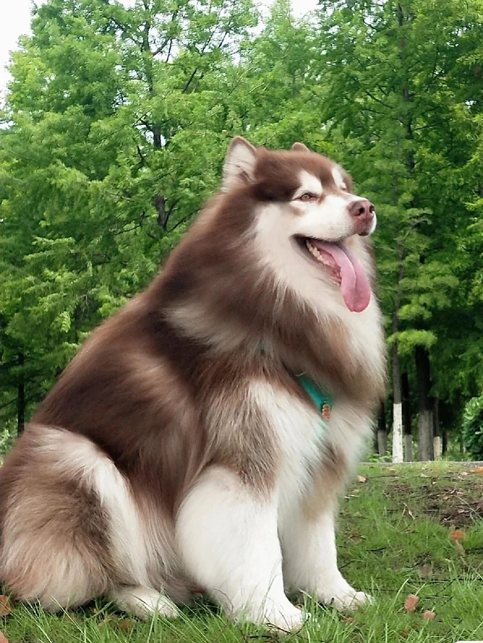 阿拉斯加大概多少钱一只78  感觉阿拉斯加好可爱呀,大概什么价位呀