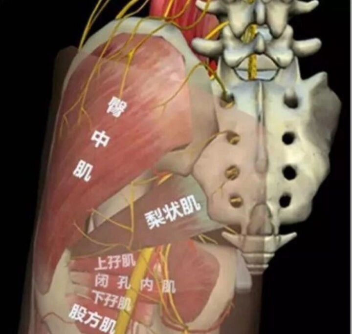 梨状肌综合征 梨状肌综合征 引起急慢性坐骨神经痛的常见疾病当梨状肌